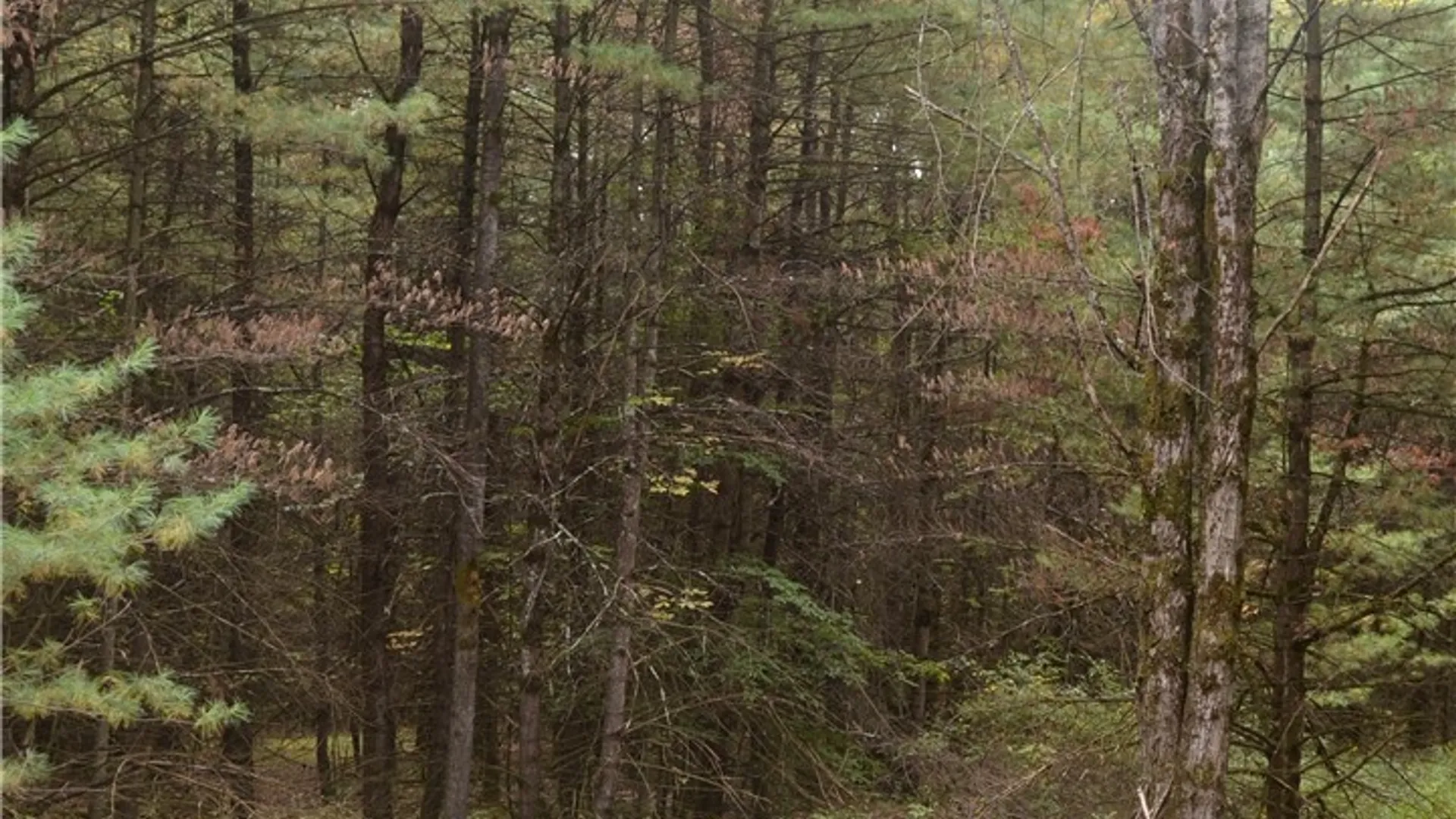 Property at 330 Tallow Hill Road, Spencer, NY 14883 14