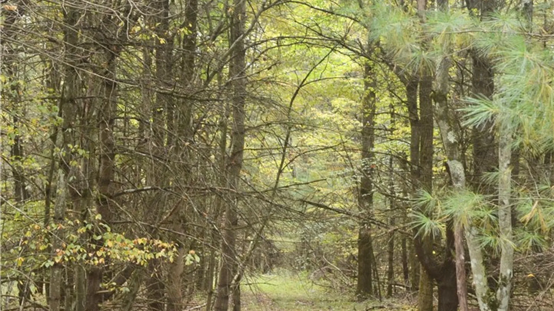 Property at 330 Tallow Hill Road, Spencer, NY 14883 15