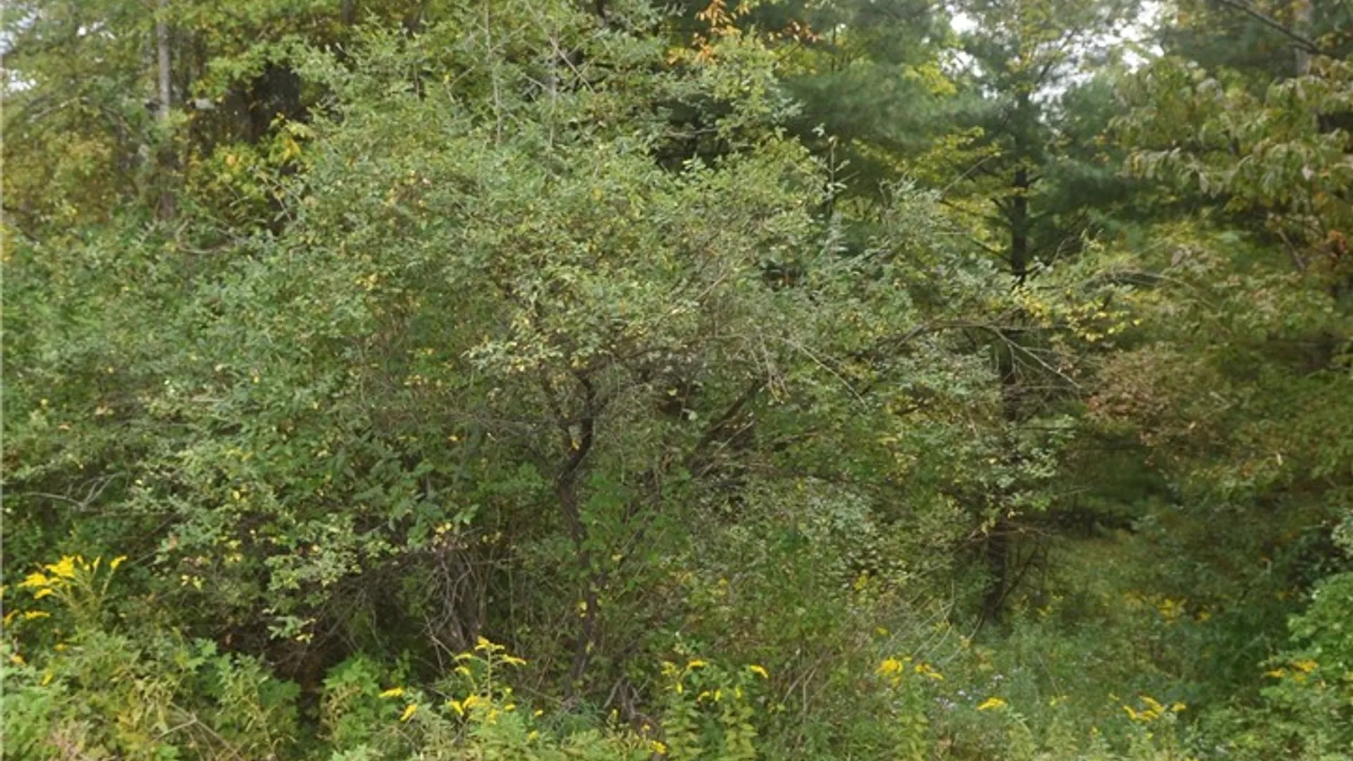 Property at 330 Tallow Hill Road, Spencer, NY 14883 16