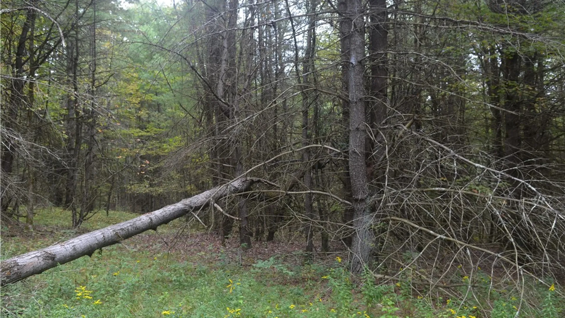 Property at 330 Tallow Hill Road, Spencer, NY 14883 24