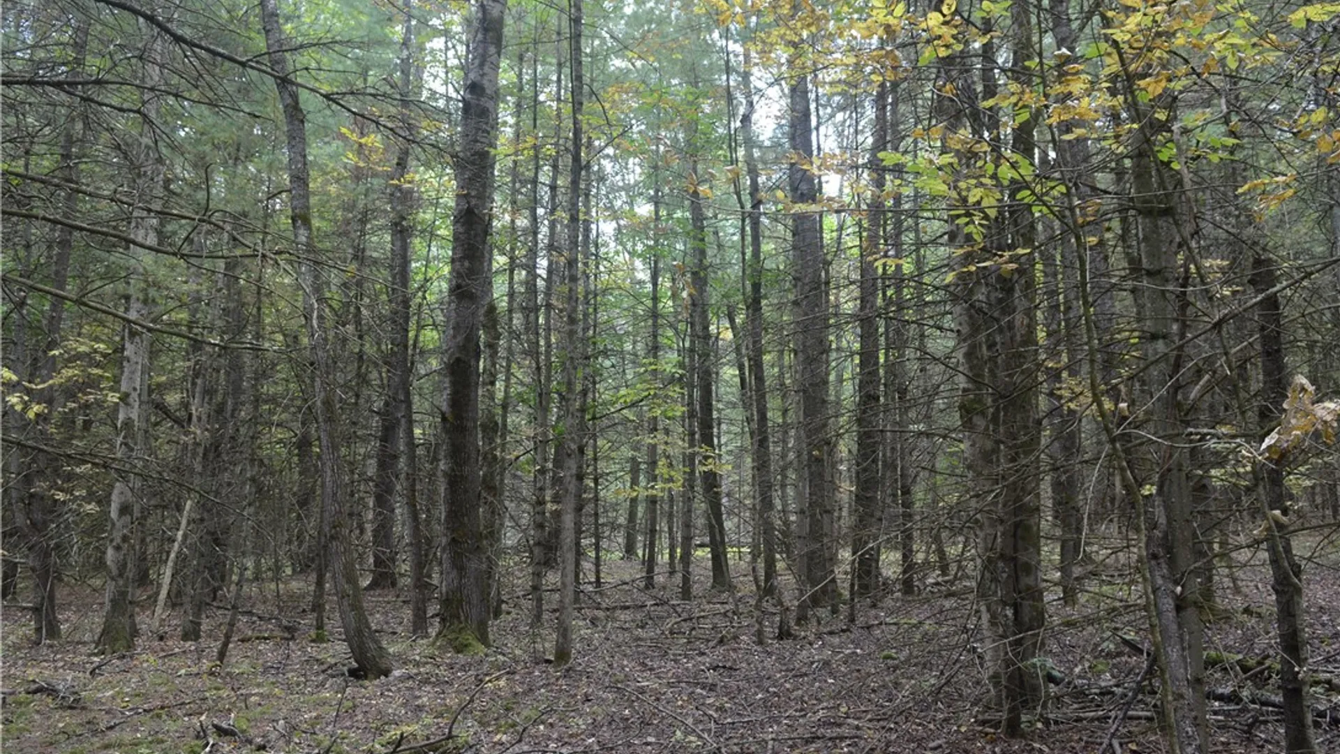 Property at 330 Tallow Hill Road, Spencer, NY 14883 6