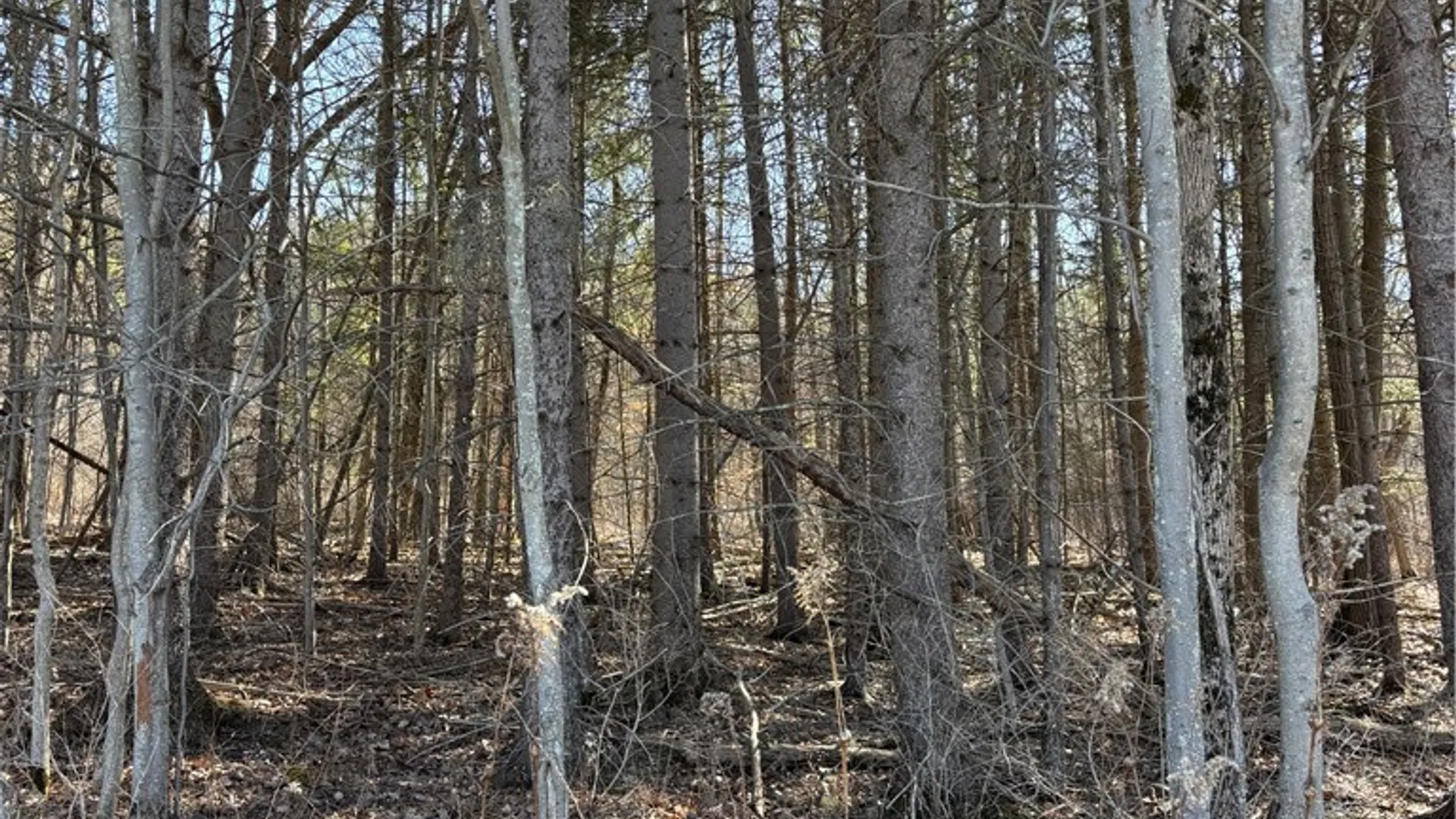 Property at Cr-2, Angelica, NY 14709 10