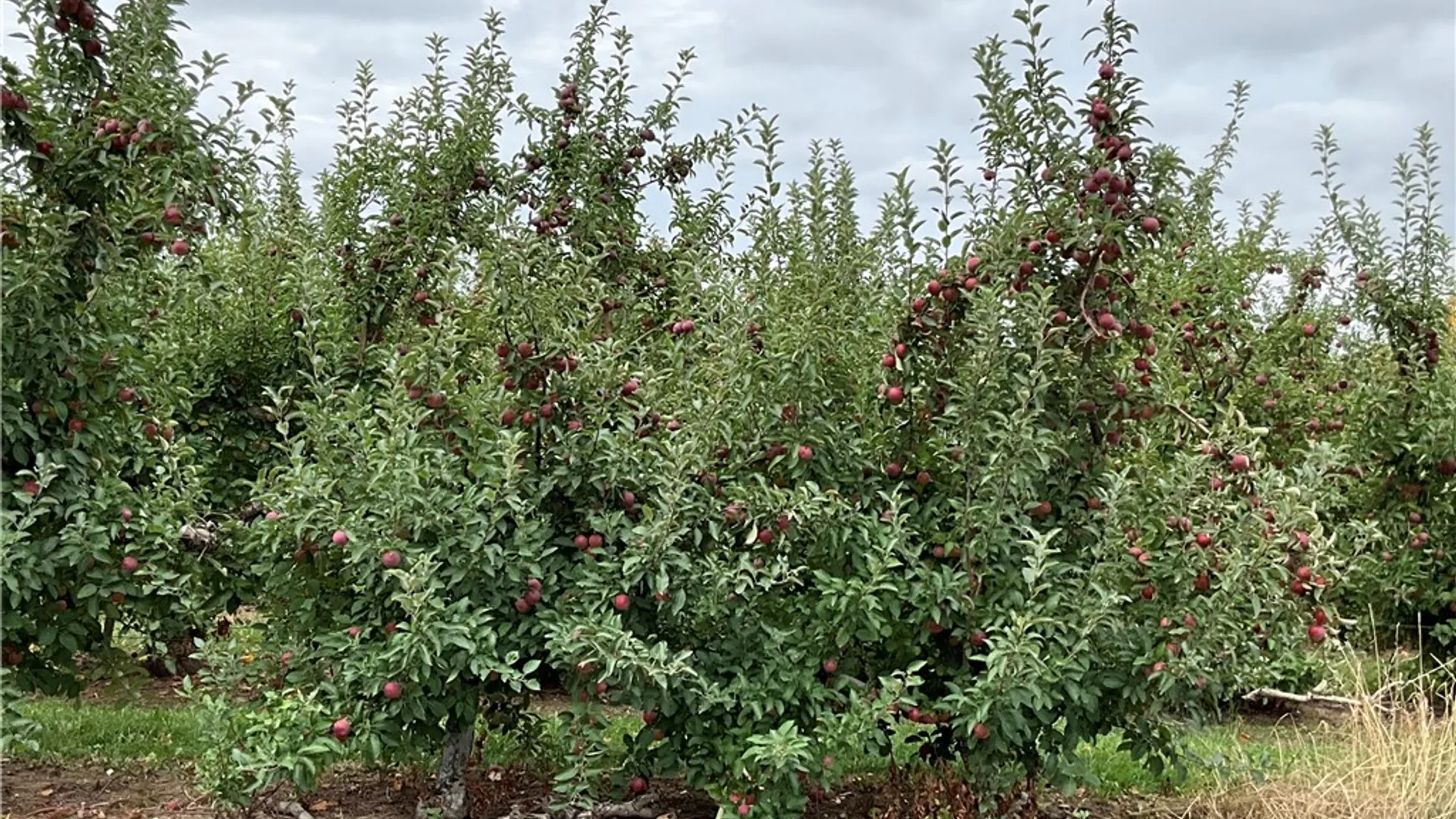 Property at Densmore Road, Gaines, NY 14411 4