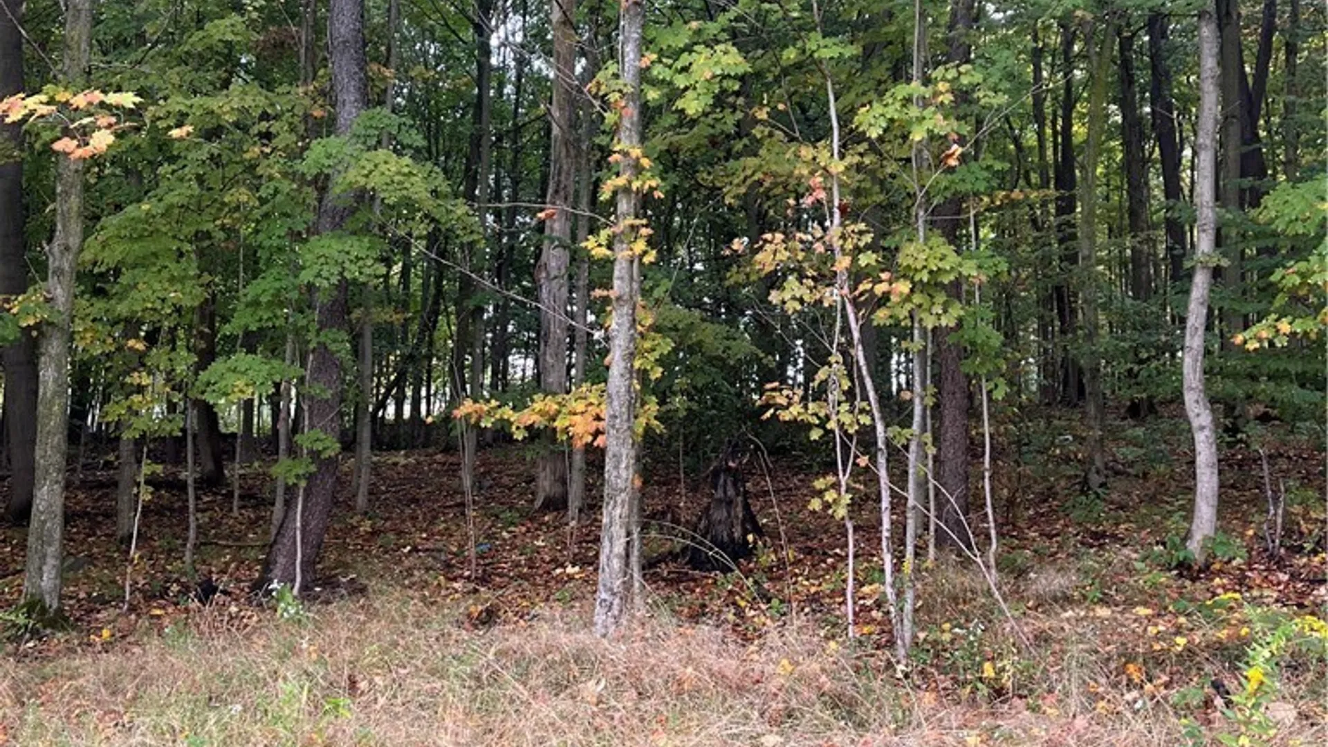 Property at Wattlesburg Road, Ripley, NY 14775 11
