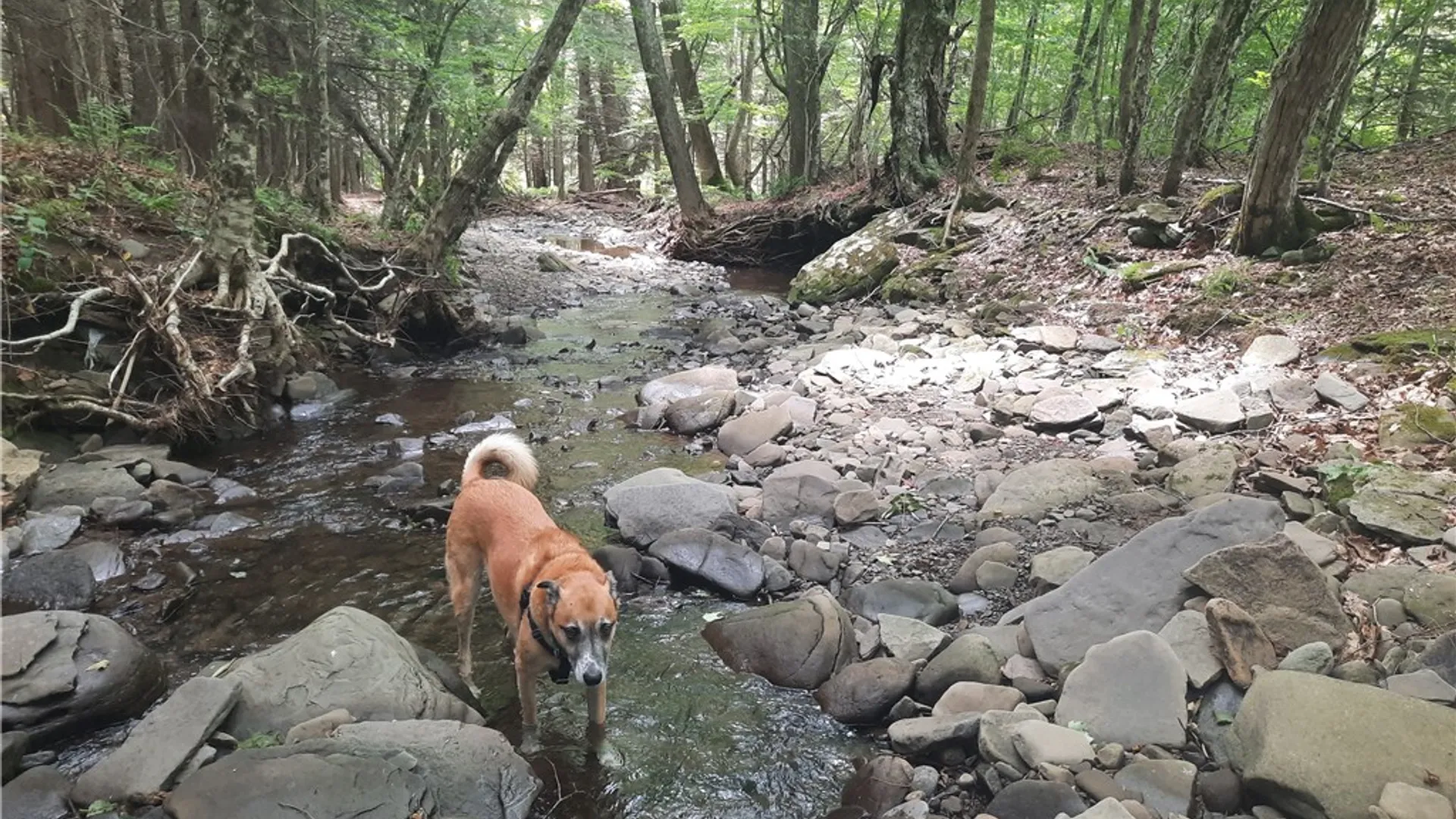 Property at TBD Lower Dingle Hill Road, Andes, NY 13731 10