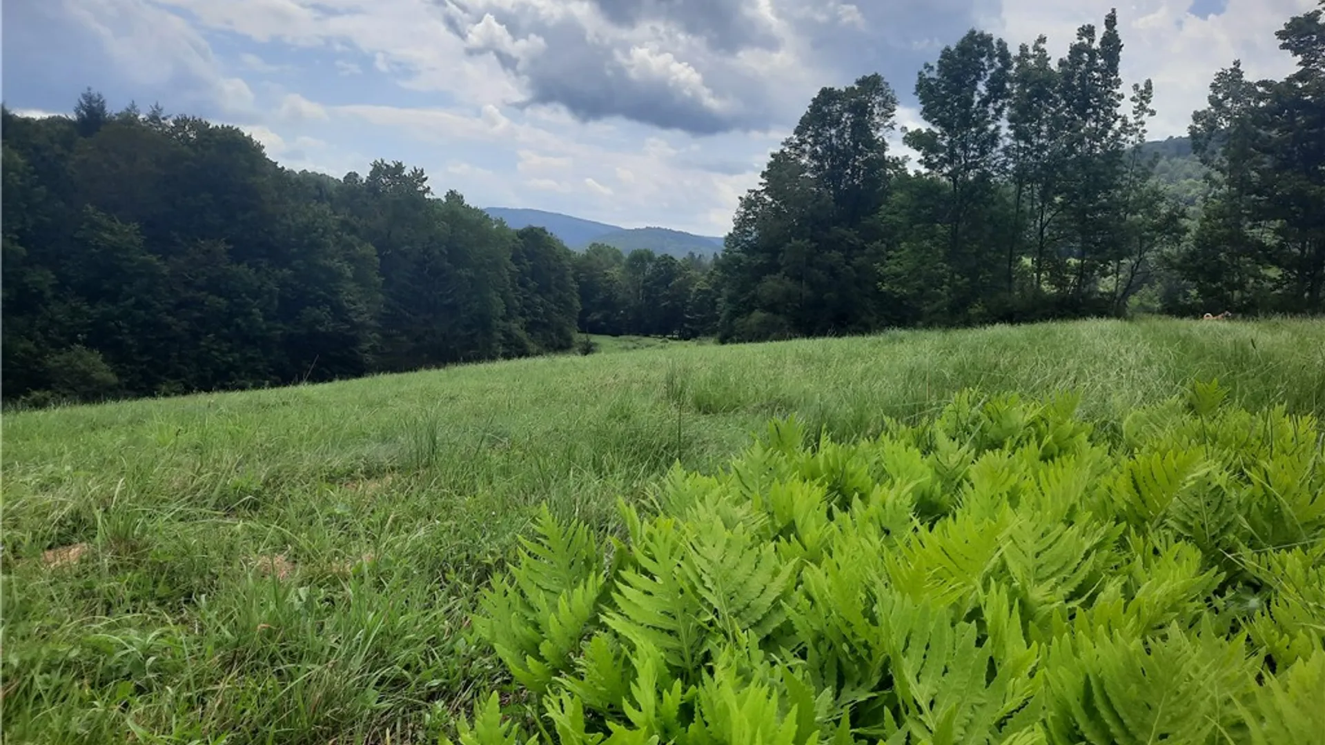 Property at TBD Lower Dingle Hill Road, Andes, NY 13731 11