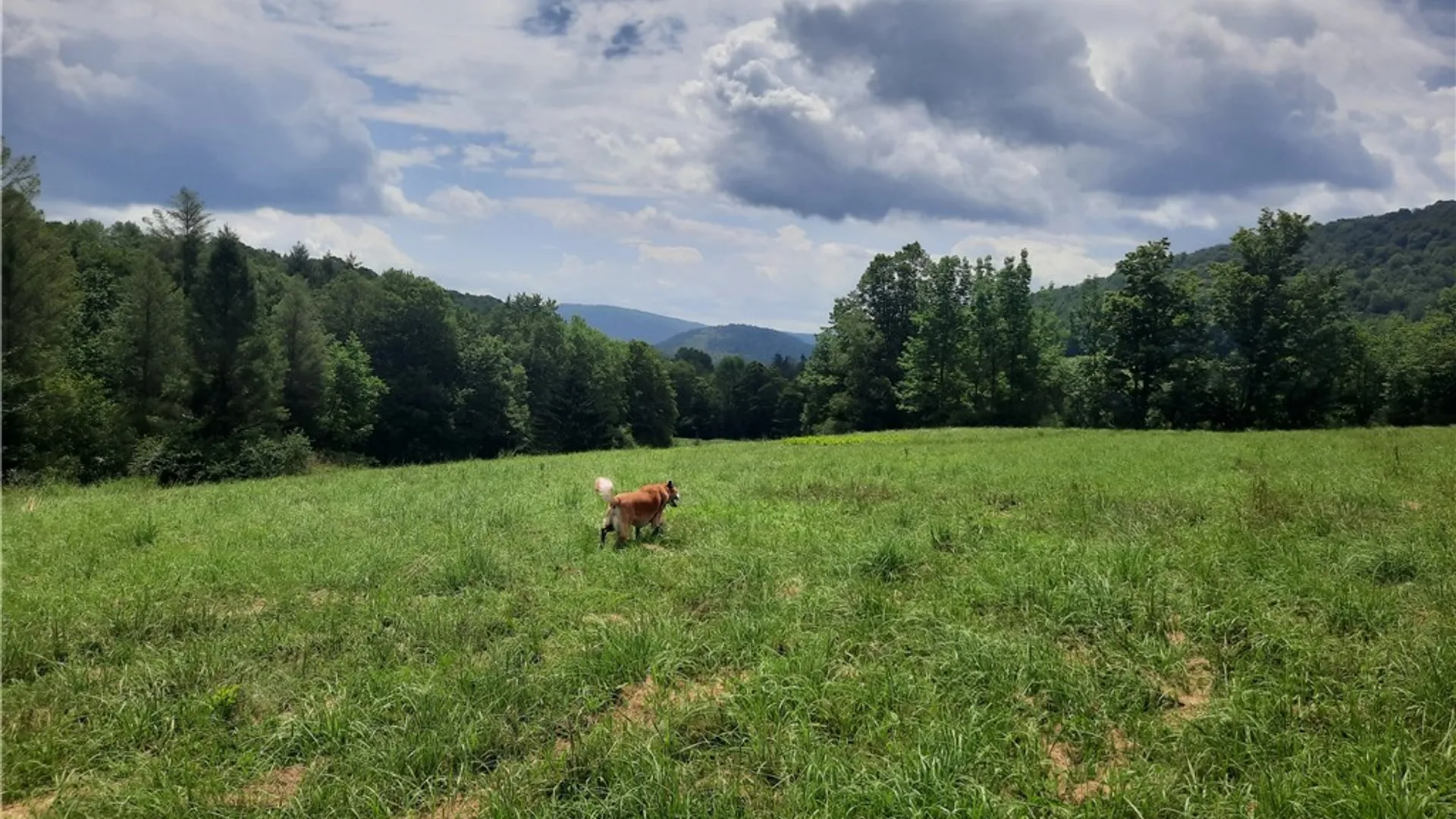 Property at TBD Lower Dingle Hill Road, Andes, NY 13731 12