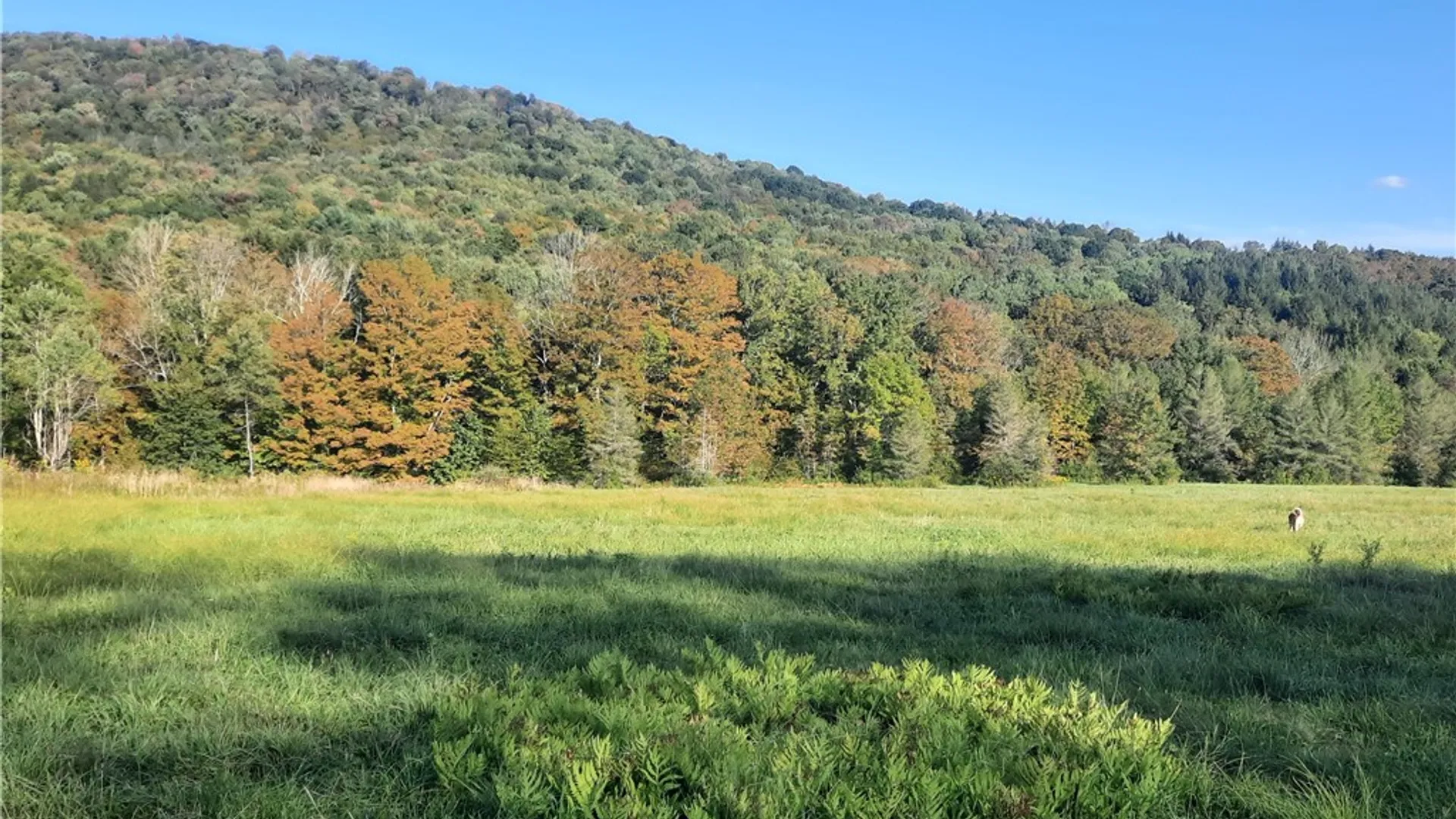 Property at TBD Lower Dingle Hill Road, Andes, NY 13731 29