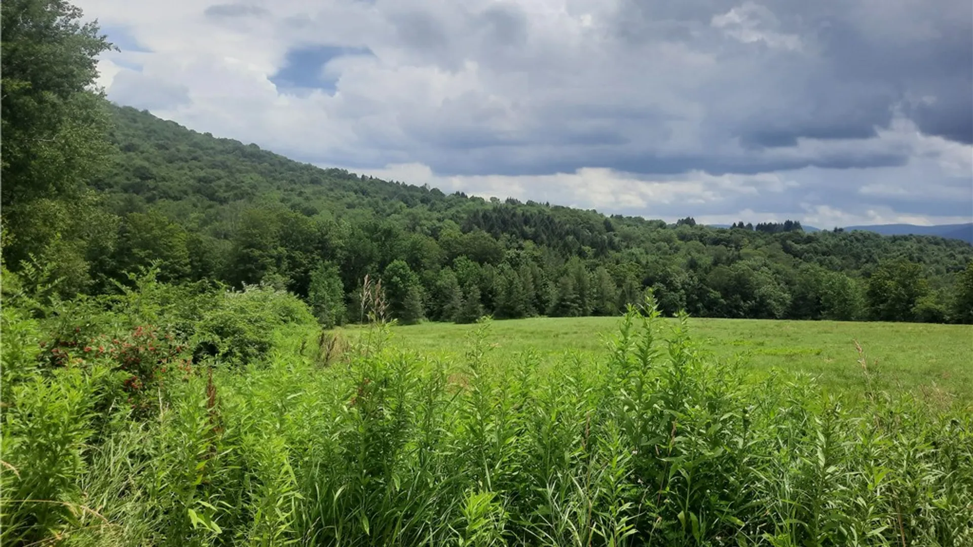 Property at TBD Lower Dingle Hill Road, Andes, NY 13731 33