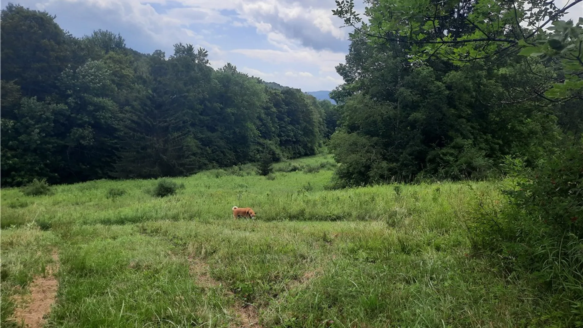 Property at TBD Lower Dingle Hill Road, Andes, NY 13731 42