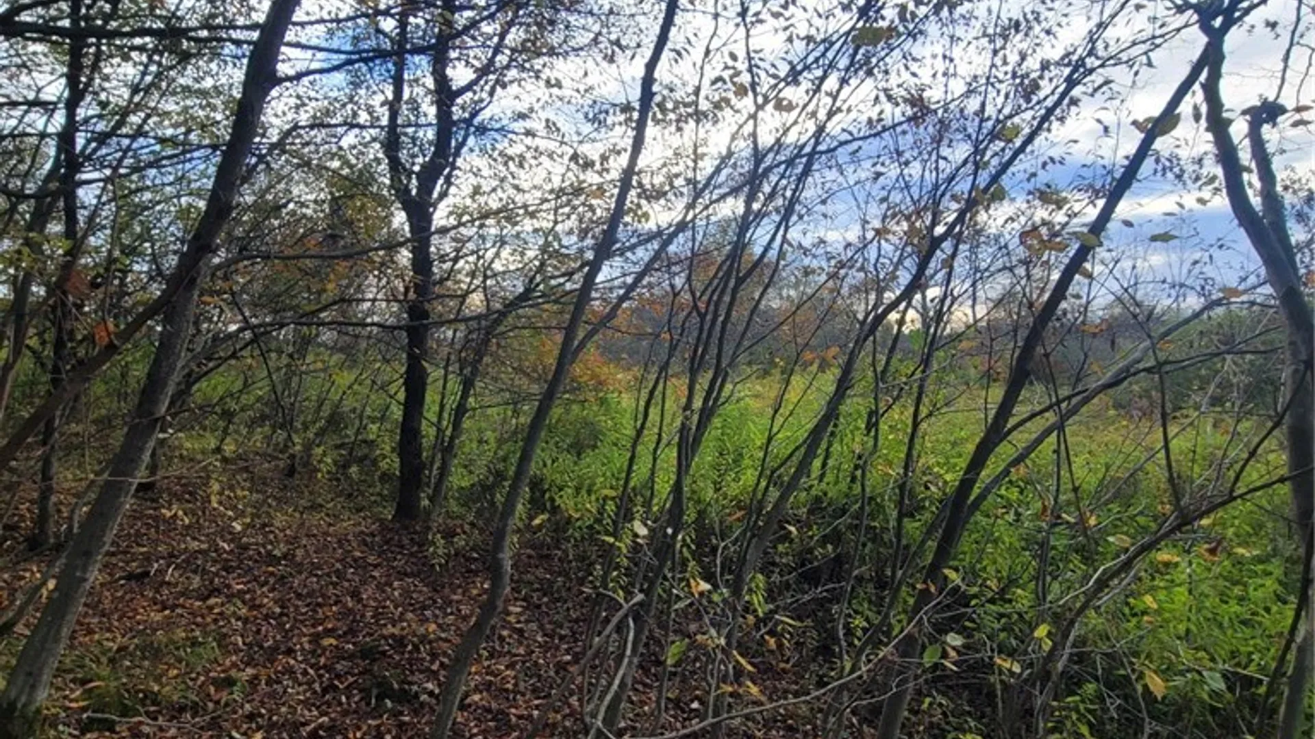 Property at Wylie Road, Greene, NY 13778 14