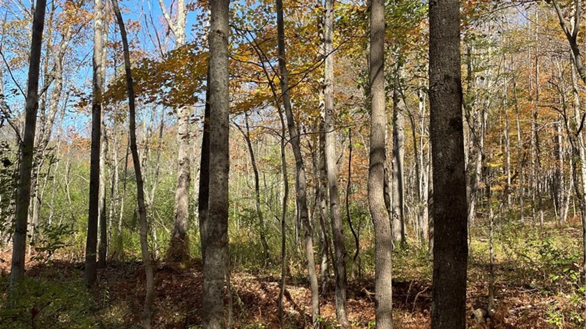 Property at 2-57 Hornbeck Road, Harpersfield, NY 13786 11