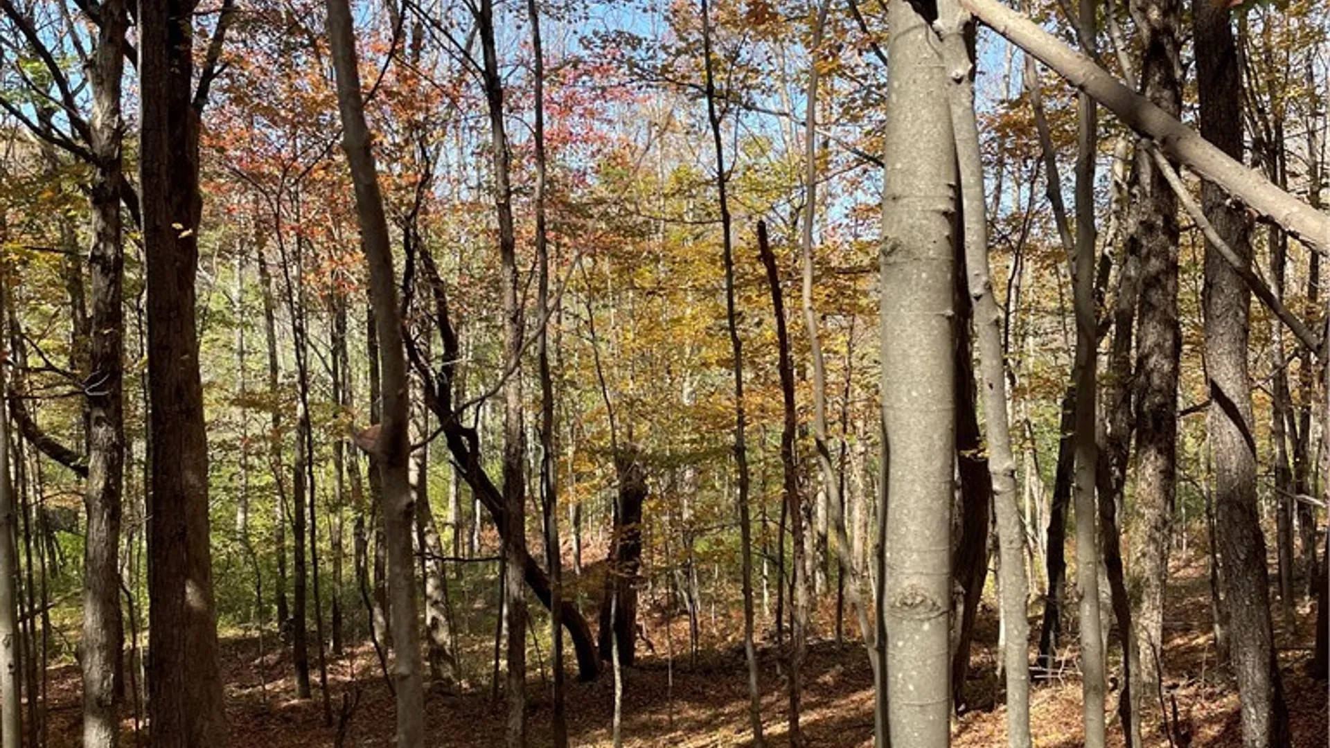 Property at 2-57 Hornbeck Road, Harpersfield, NY 13786 12