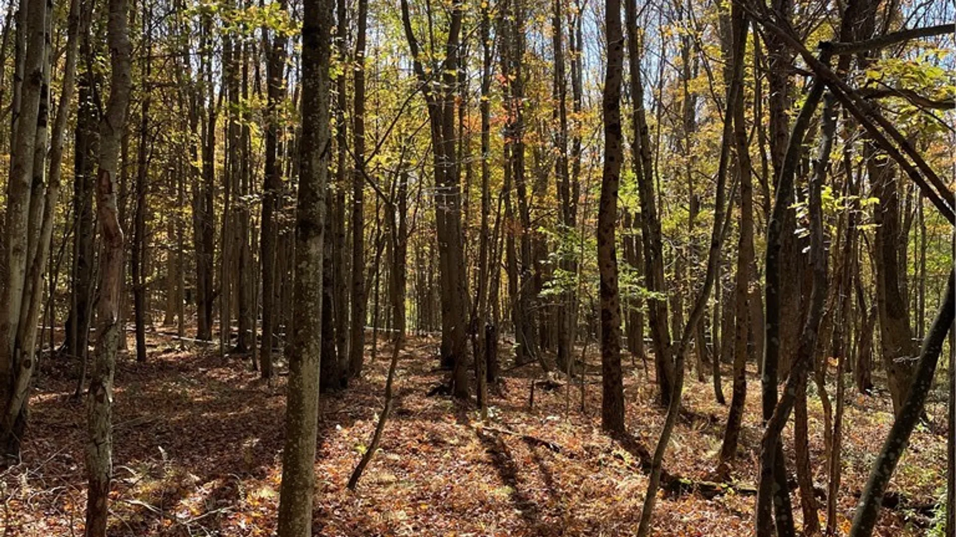 Property at 2-57 Hornbeck Road, Harpersfield, NY 13786 6