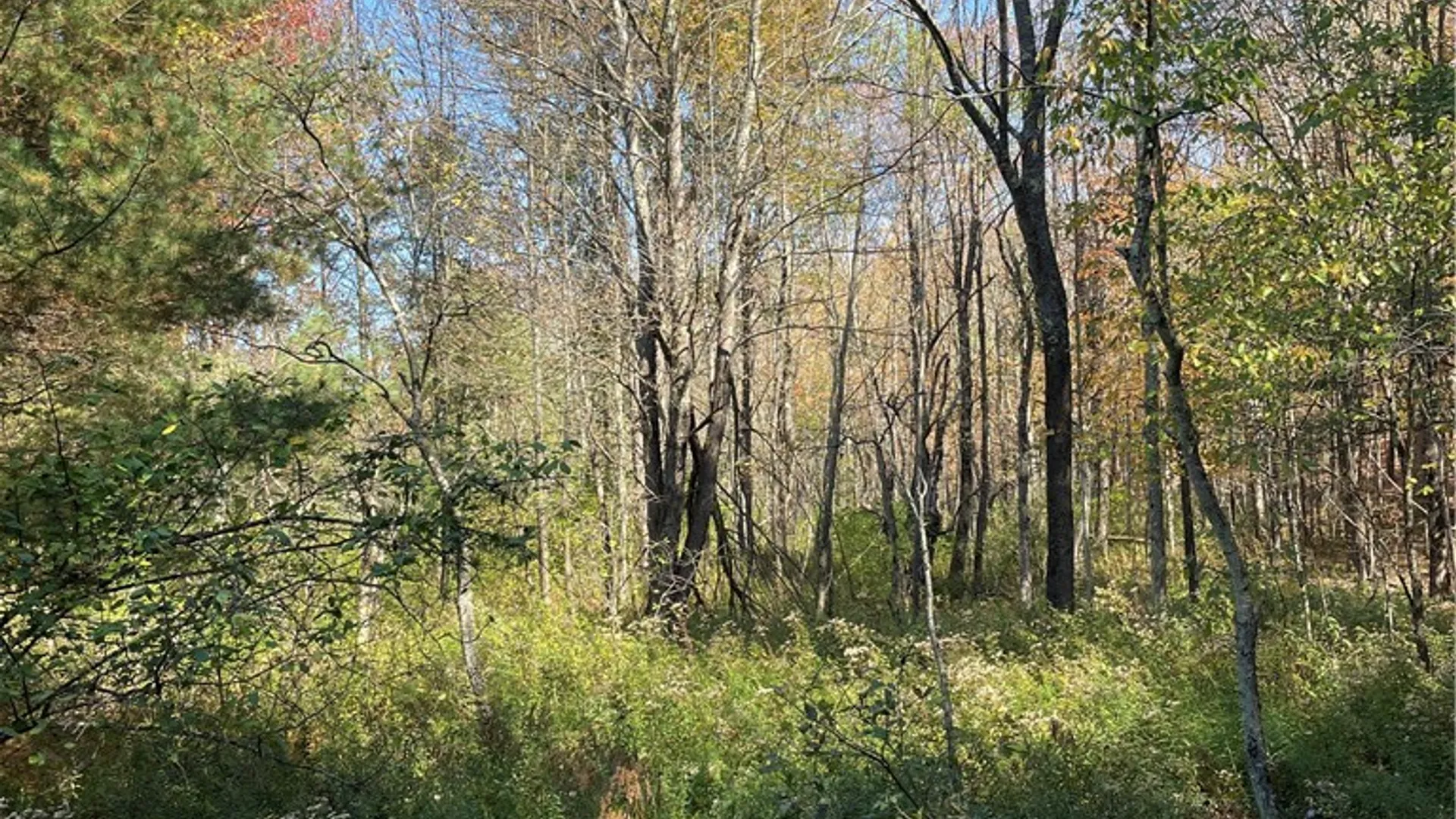 Property at 2-57 Hornbeck Road, Harpersfield, NY 13786 9