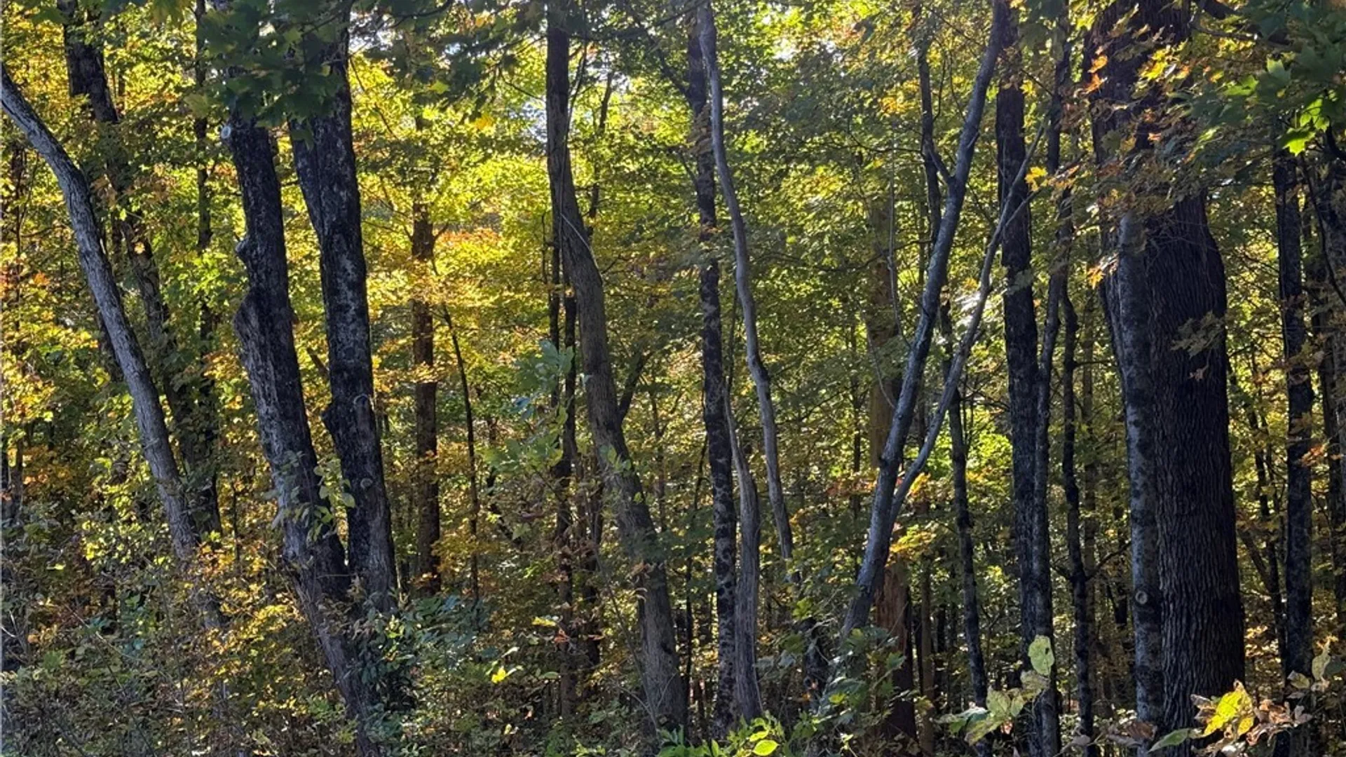 Property at Steelhead Lane, Williamstown, NY 13493 12