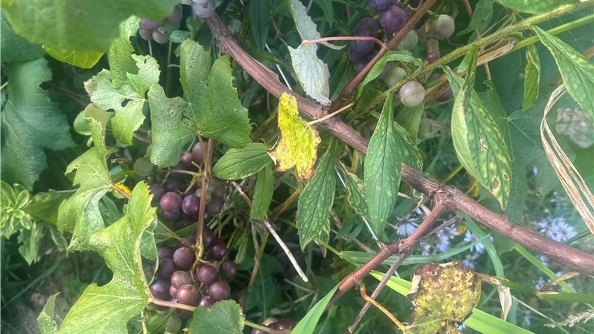 Property at 181 Peraglie Road, Jefferson, NY 12093 15