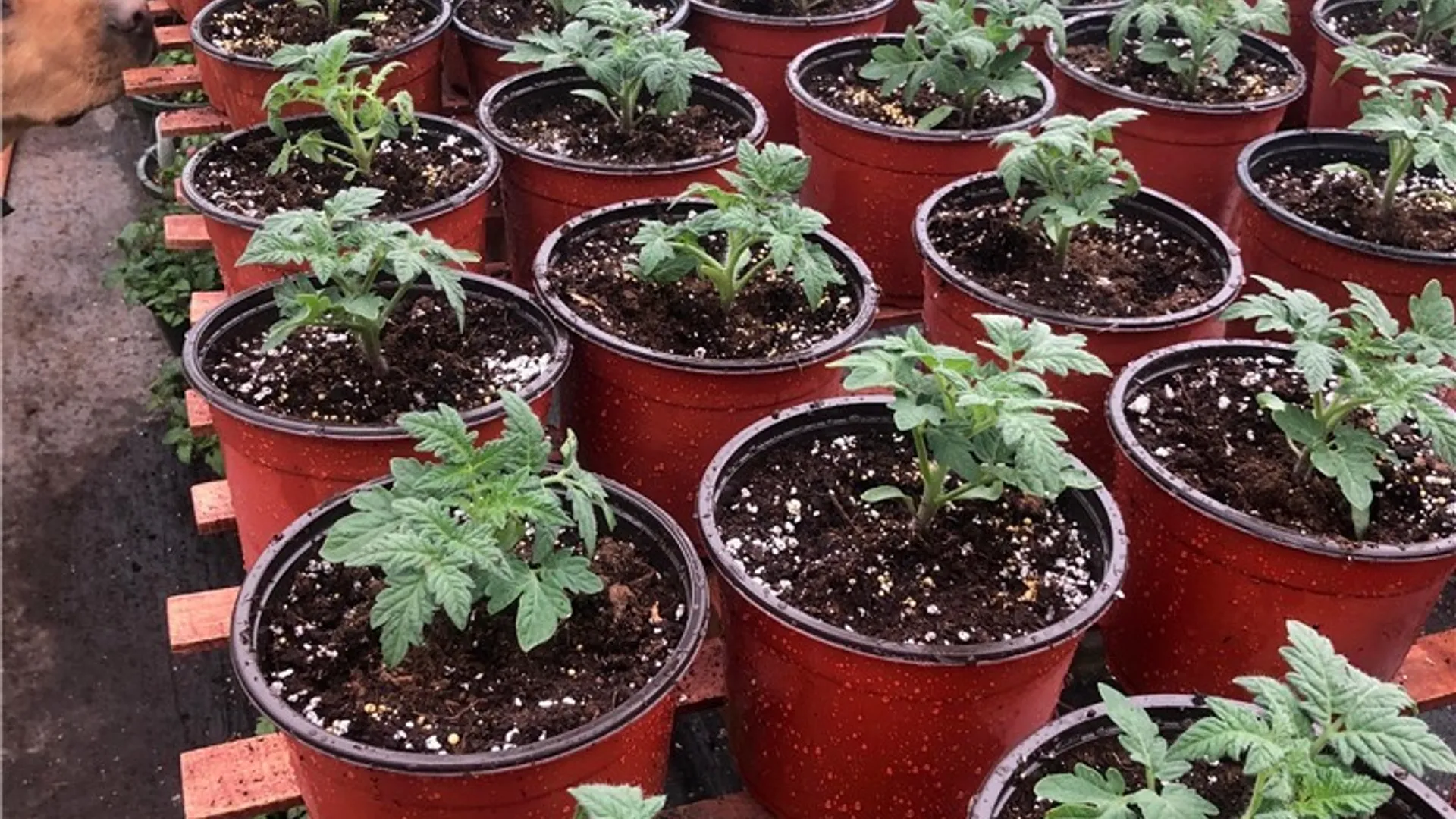 Property at 181 Peraglie Road, Jefferson, NY 12093 17