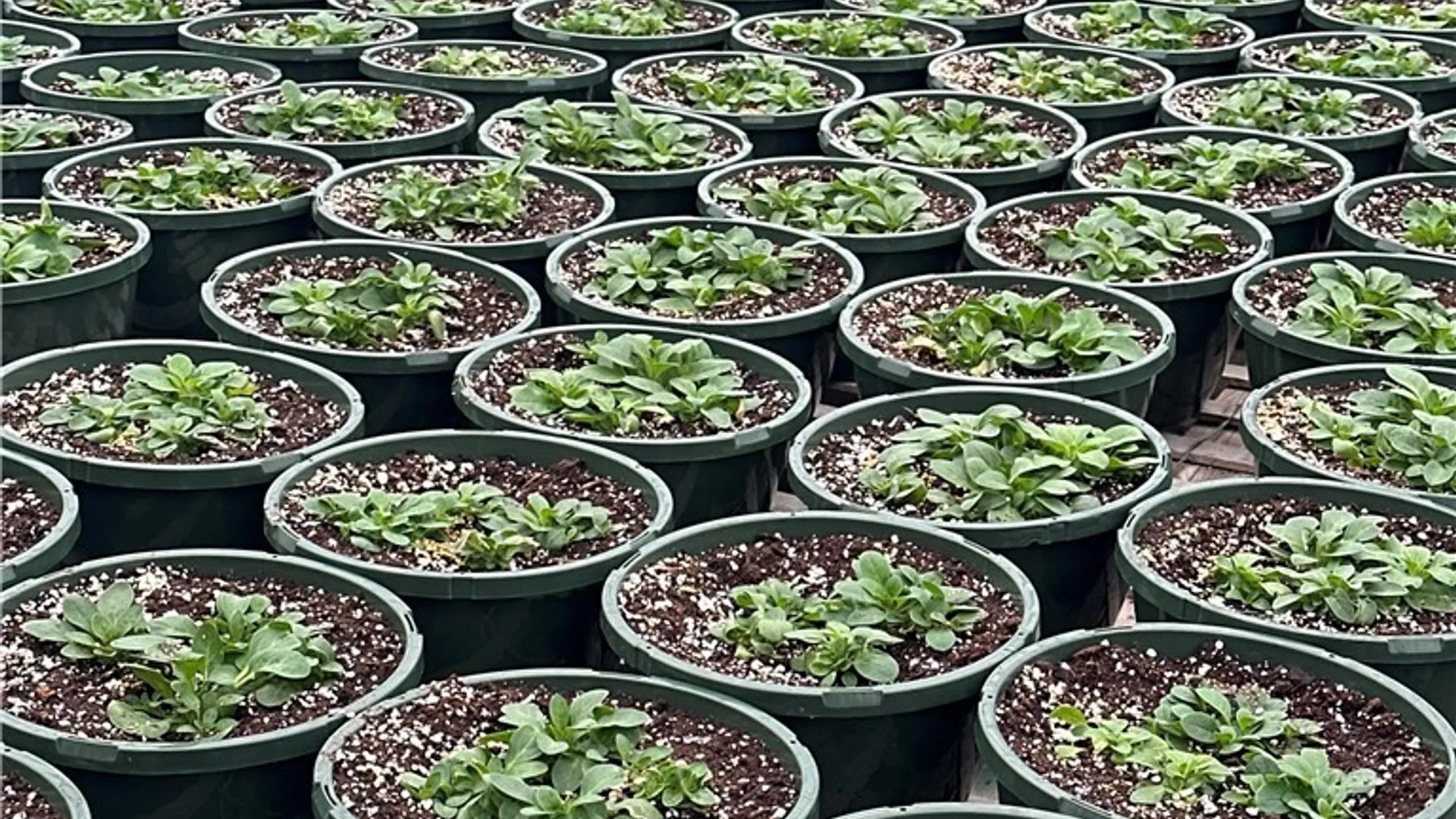 Property at 181 Peraglie Road, Jefferson, NY 12093 19