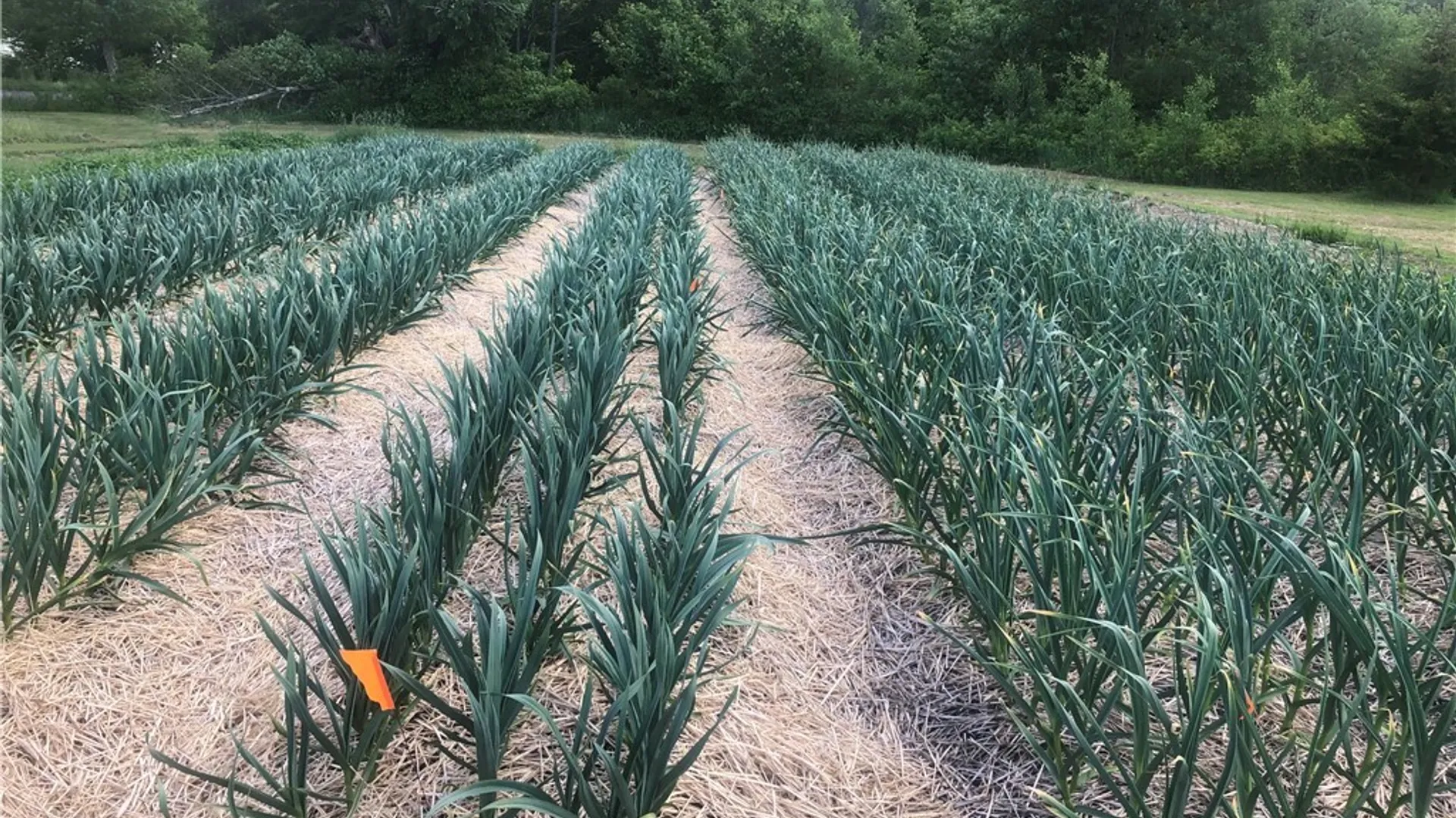 Property at 181 Peraglie Road, Jefferson, NY 12093 24