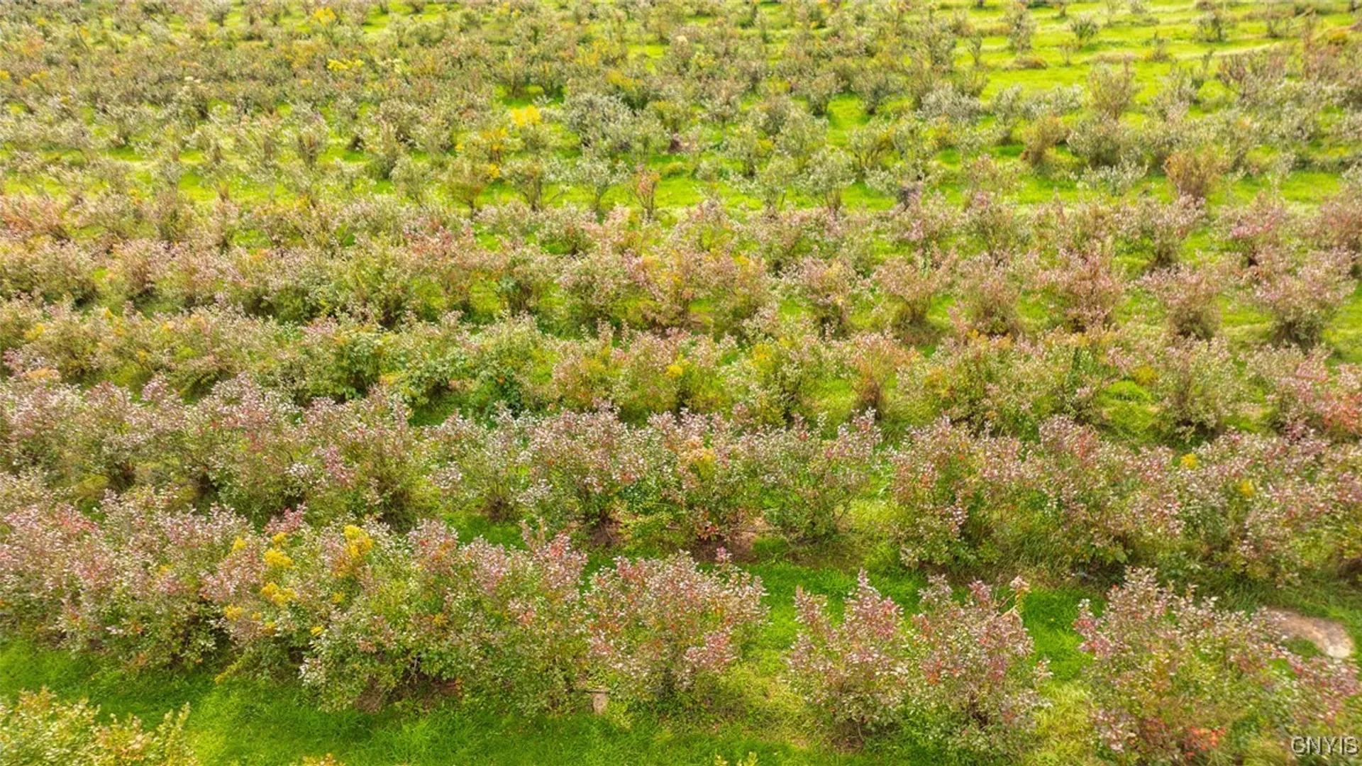 Property at 181 Peraglie Road, Jefferson, NY 12093 35