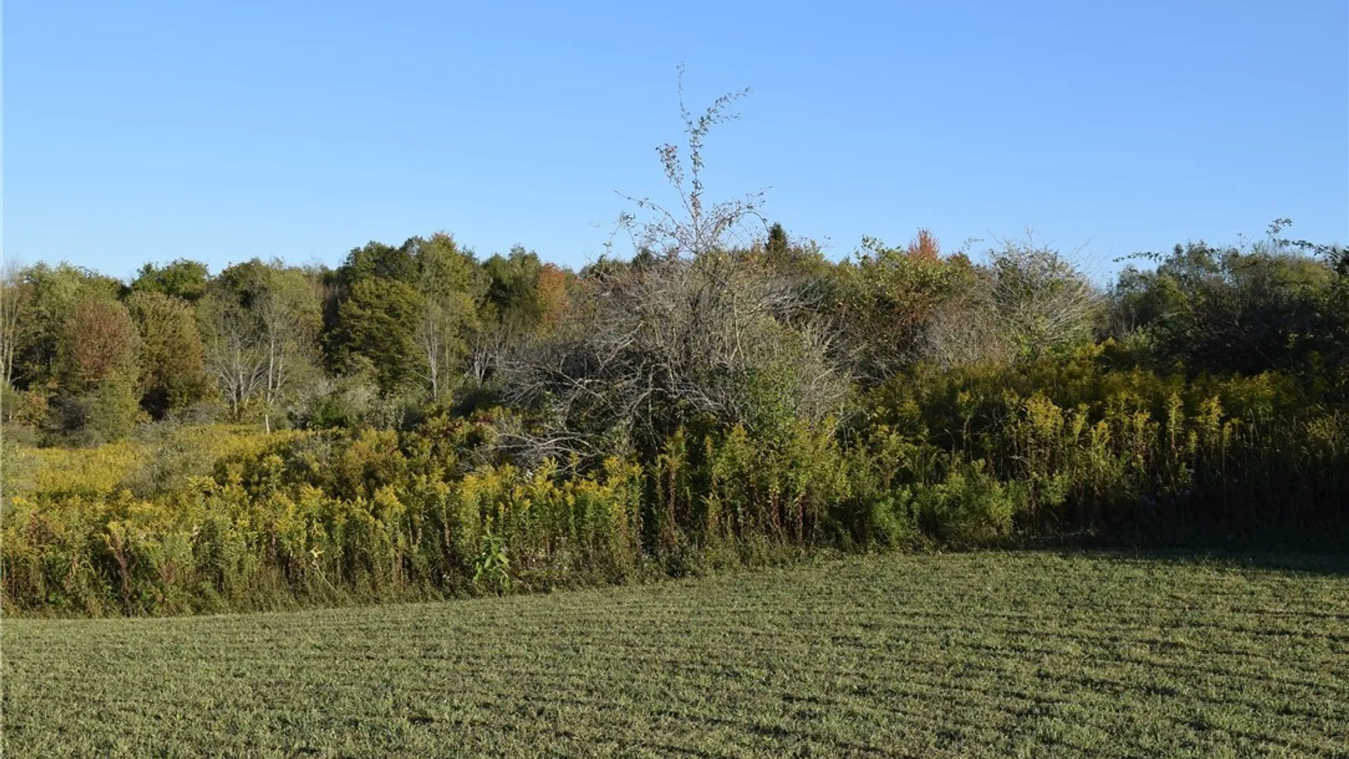 Property at 9096 Route 240, Ashford, NY 14171 24