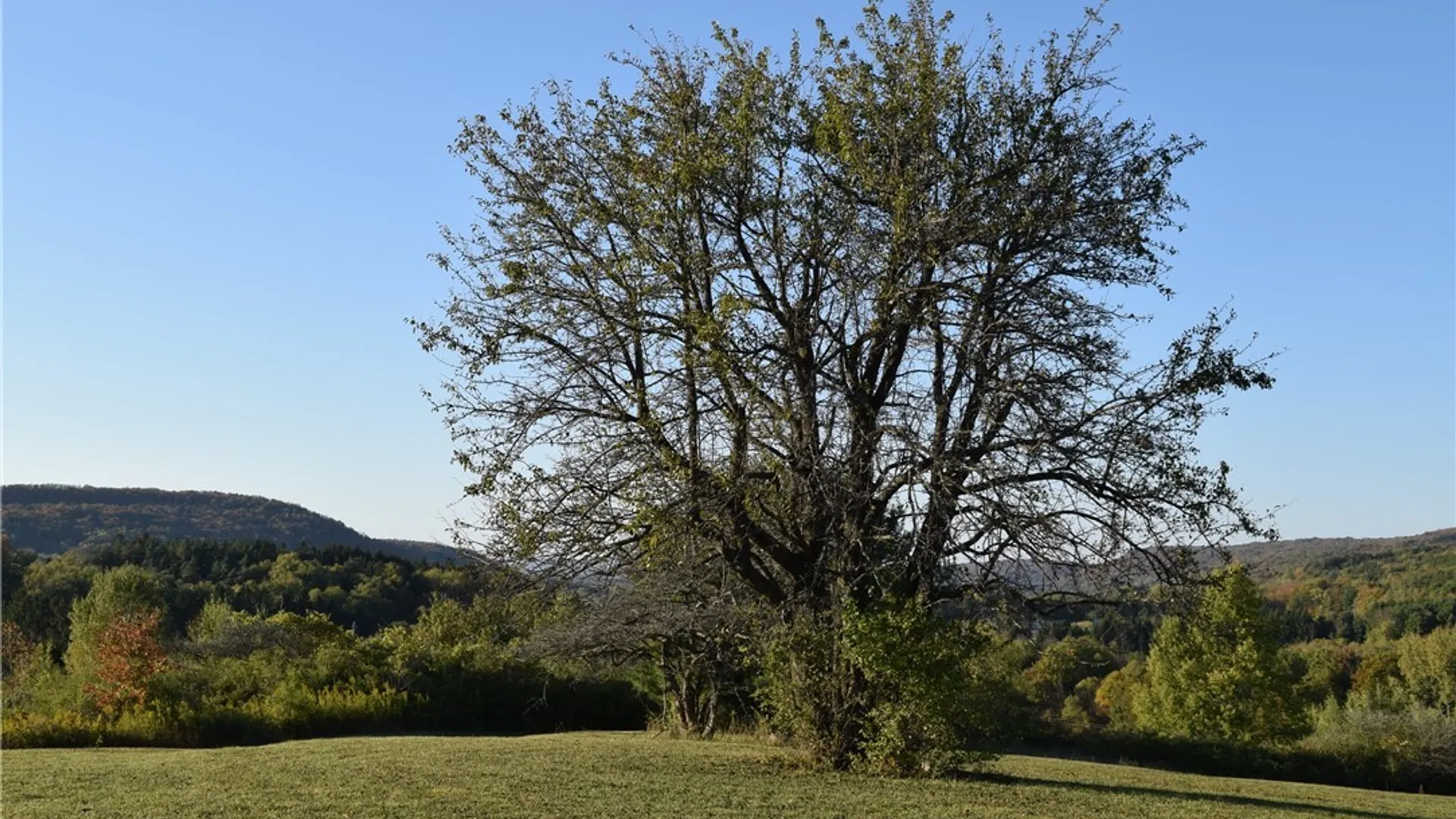 Property at 9096 Route 240, Ashford, NY 14171 29