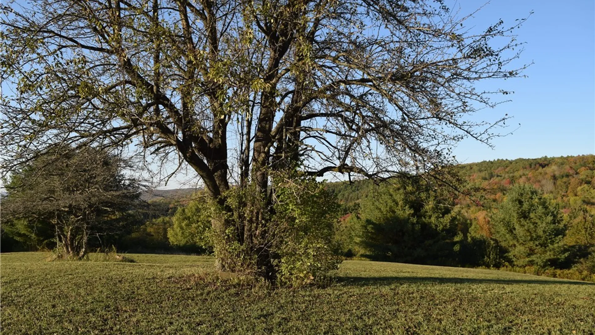 Property at 9096 Route 240, Ashford, NY 14171 46