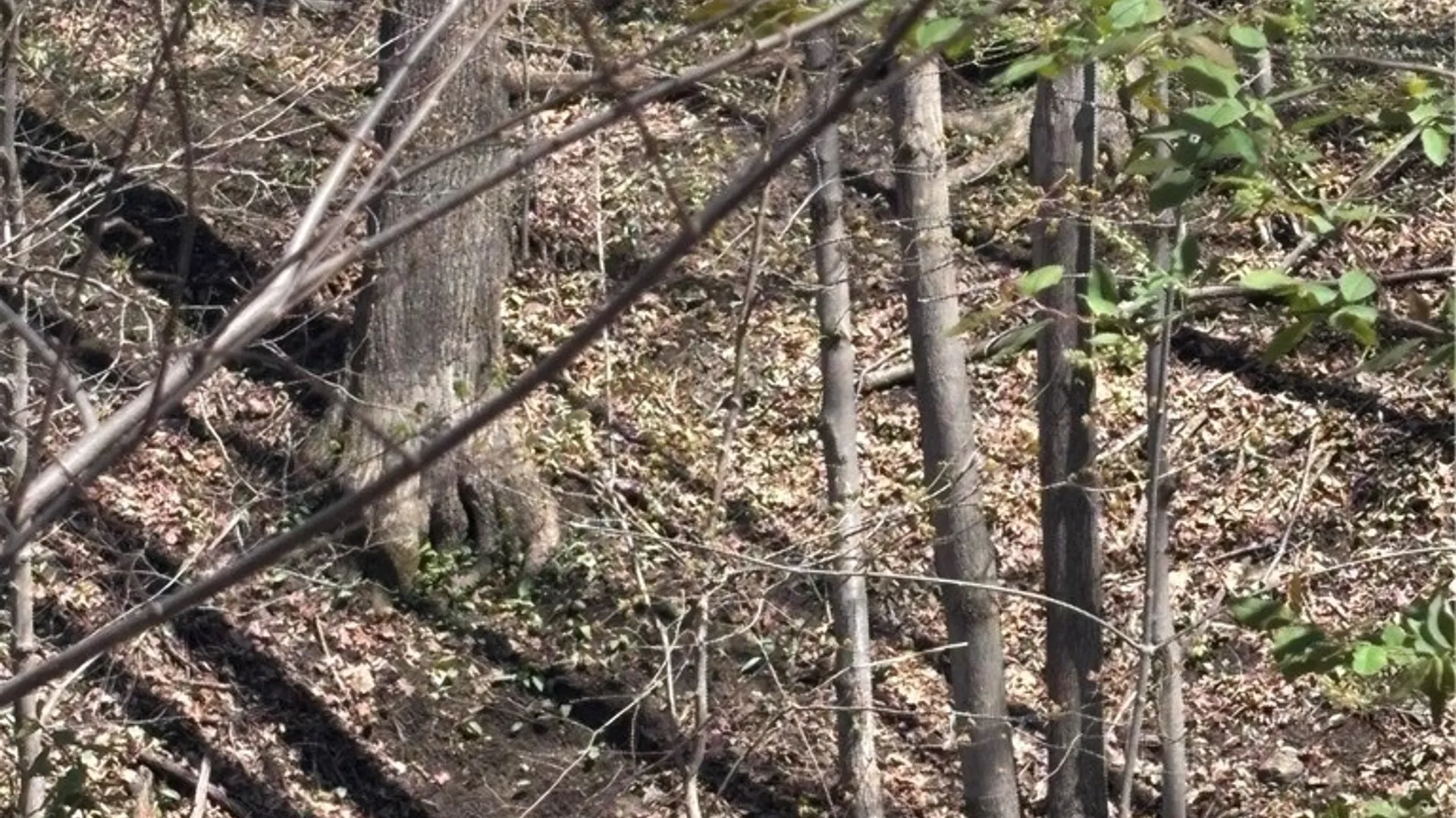 Property at 8913 Kysorville Byersville Road, West Sparta, NY 14437 20