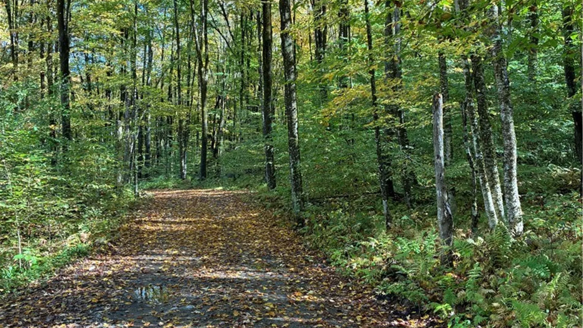 Property at 9822 Culver Brook Rd, Boonville, NY 13309 2