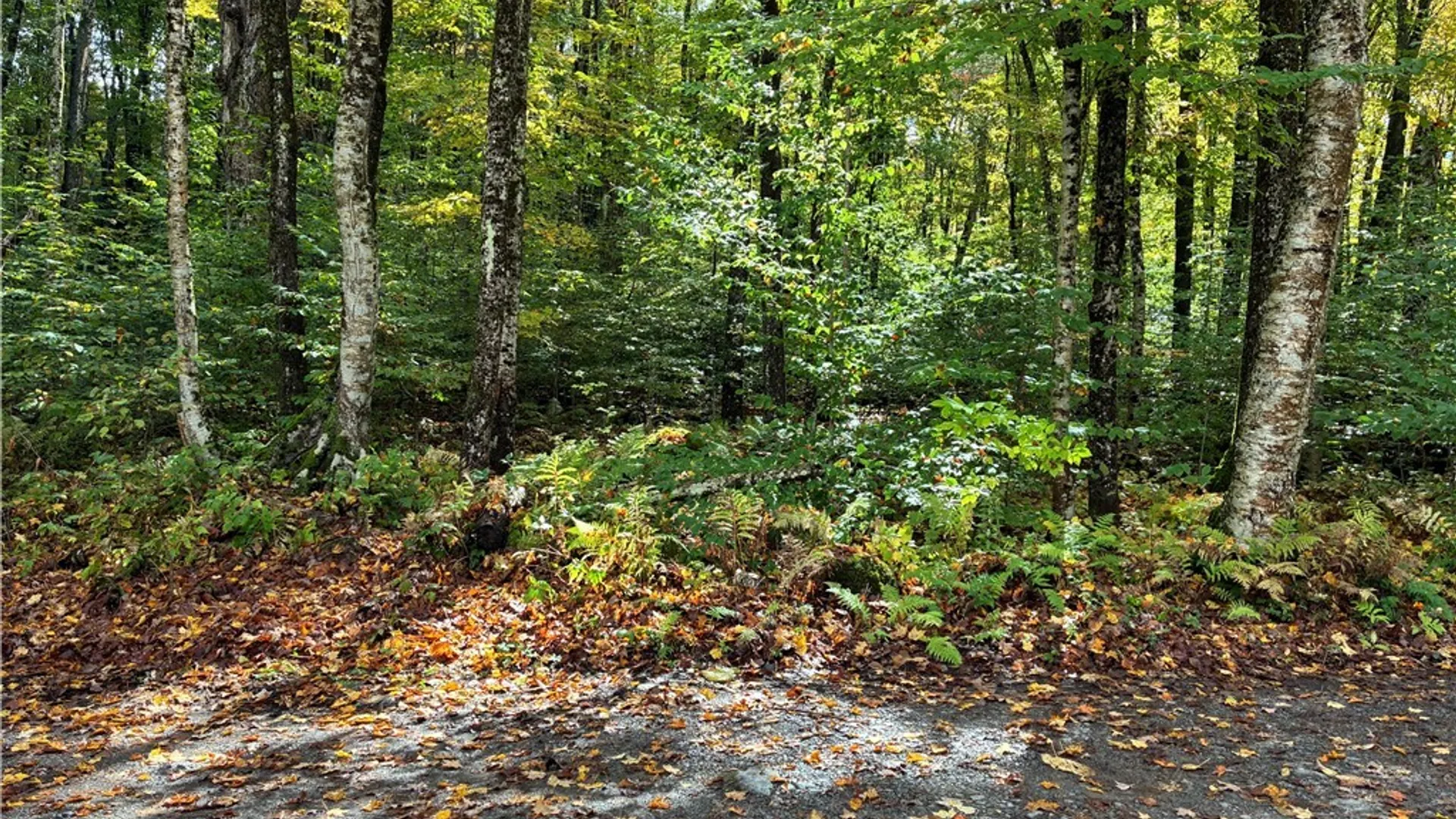 Property at 9822 Culver Brook Rd, Boonville, NY 13309 4