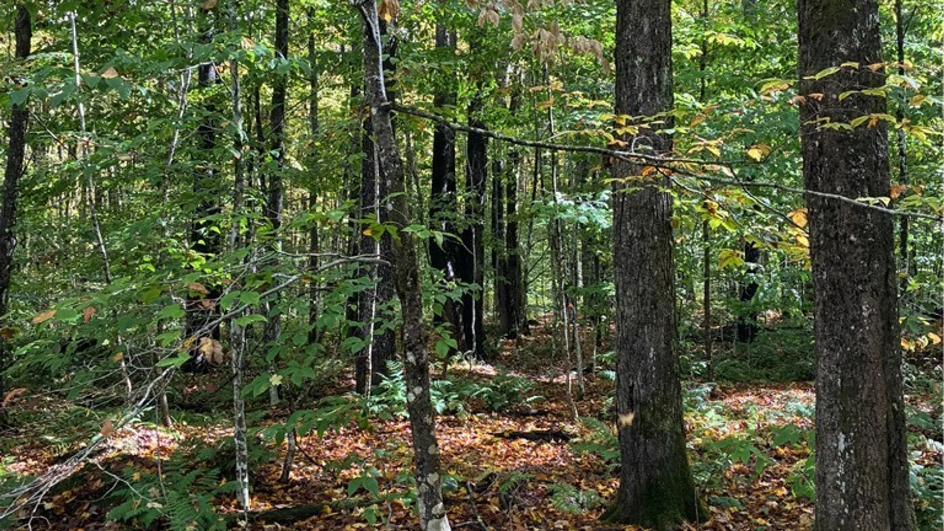 Property at 9822 Culver Brook Rd, Boonville, NY 13309 5