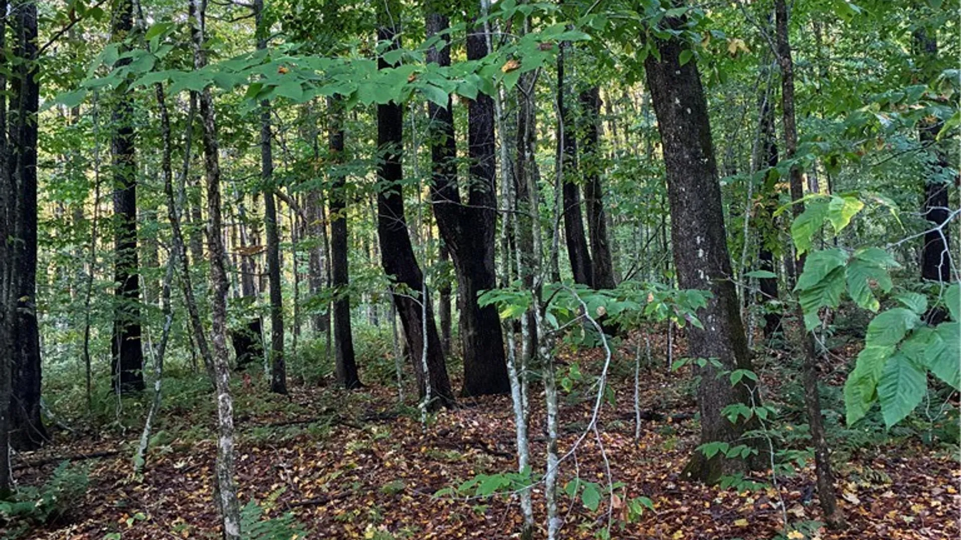 Property at 9822 Culver Brook Rd, Boonville, NY 13309 6