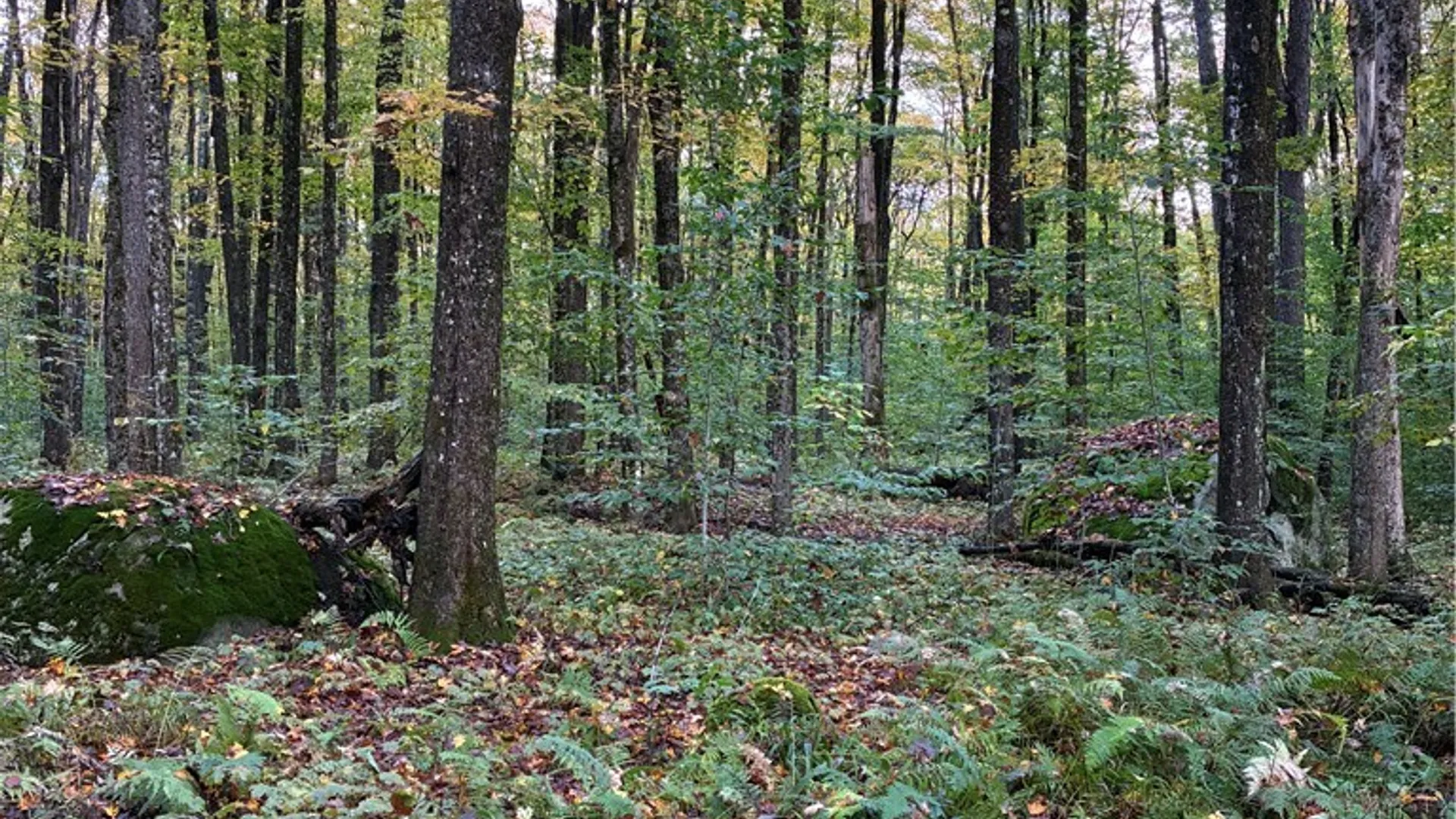 Property at 9822 Culver Brook Rd, Boonville, NY 13309 7