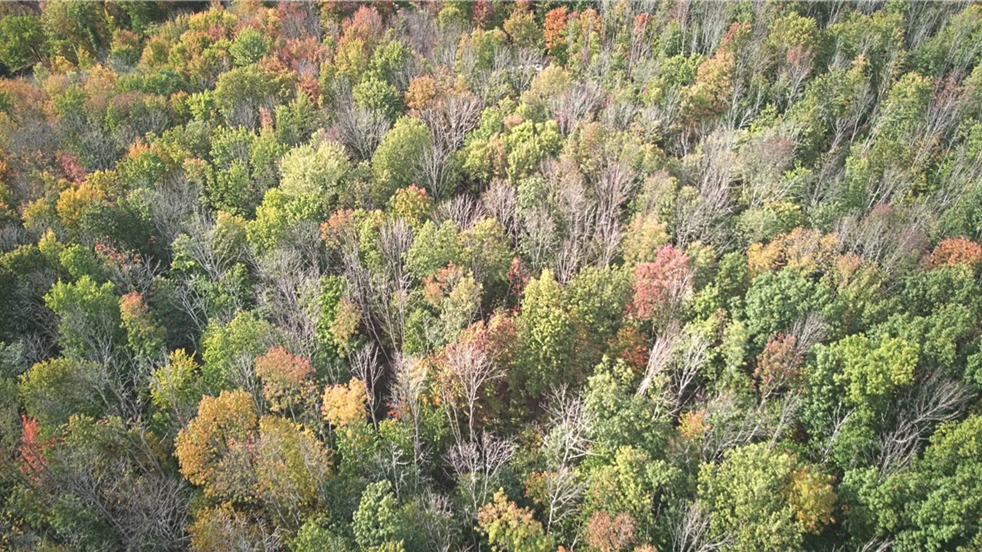 Property at 6571 Stagecoach Road, Conesus, NY 14435 6