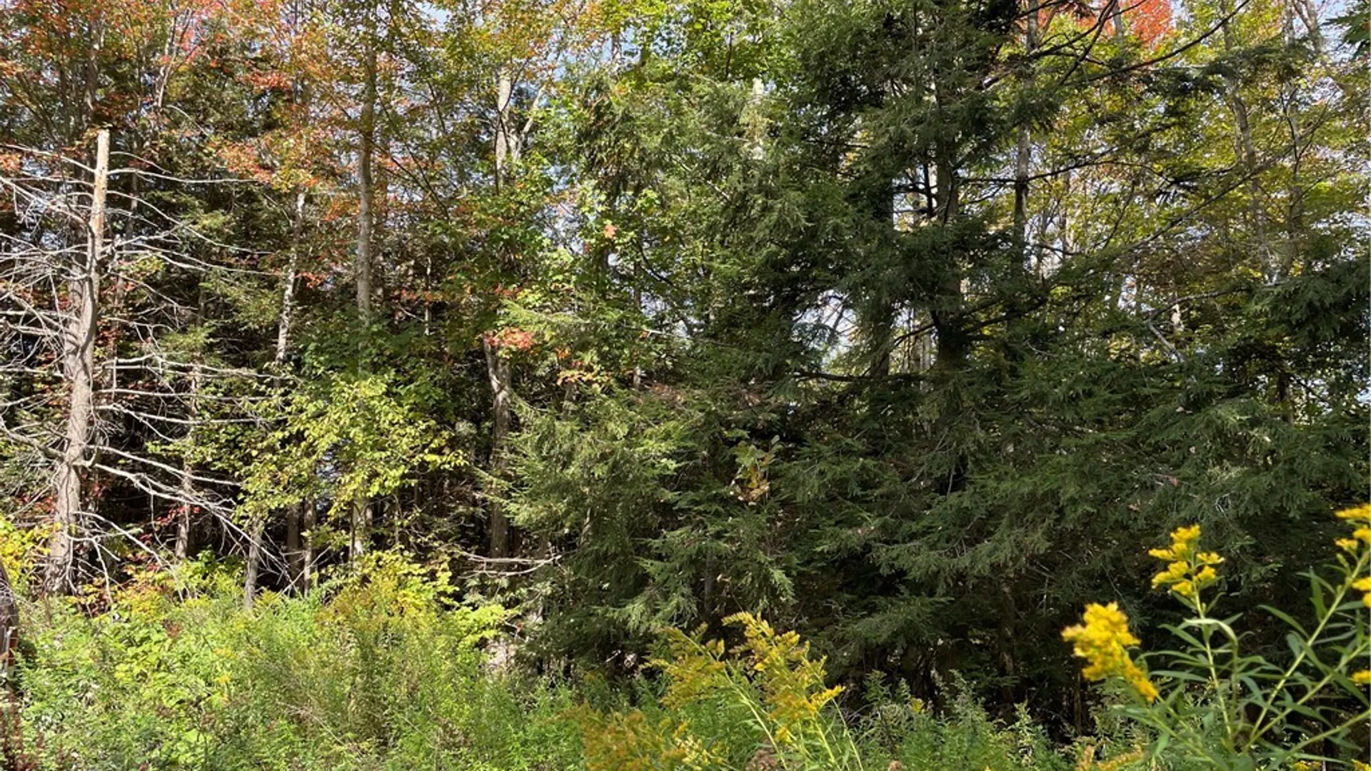 Property at 421 Welch Road, Blenheim, NY 12167 3