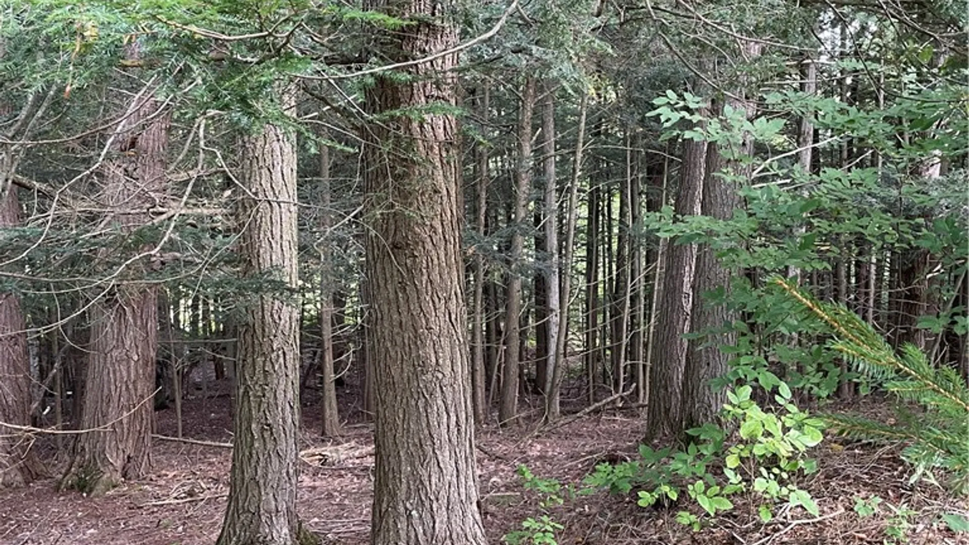 Property at 421 Welch Road, Blenheim, NY 12167 7