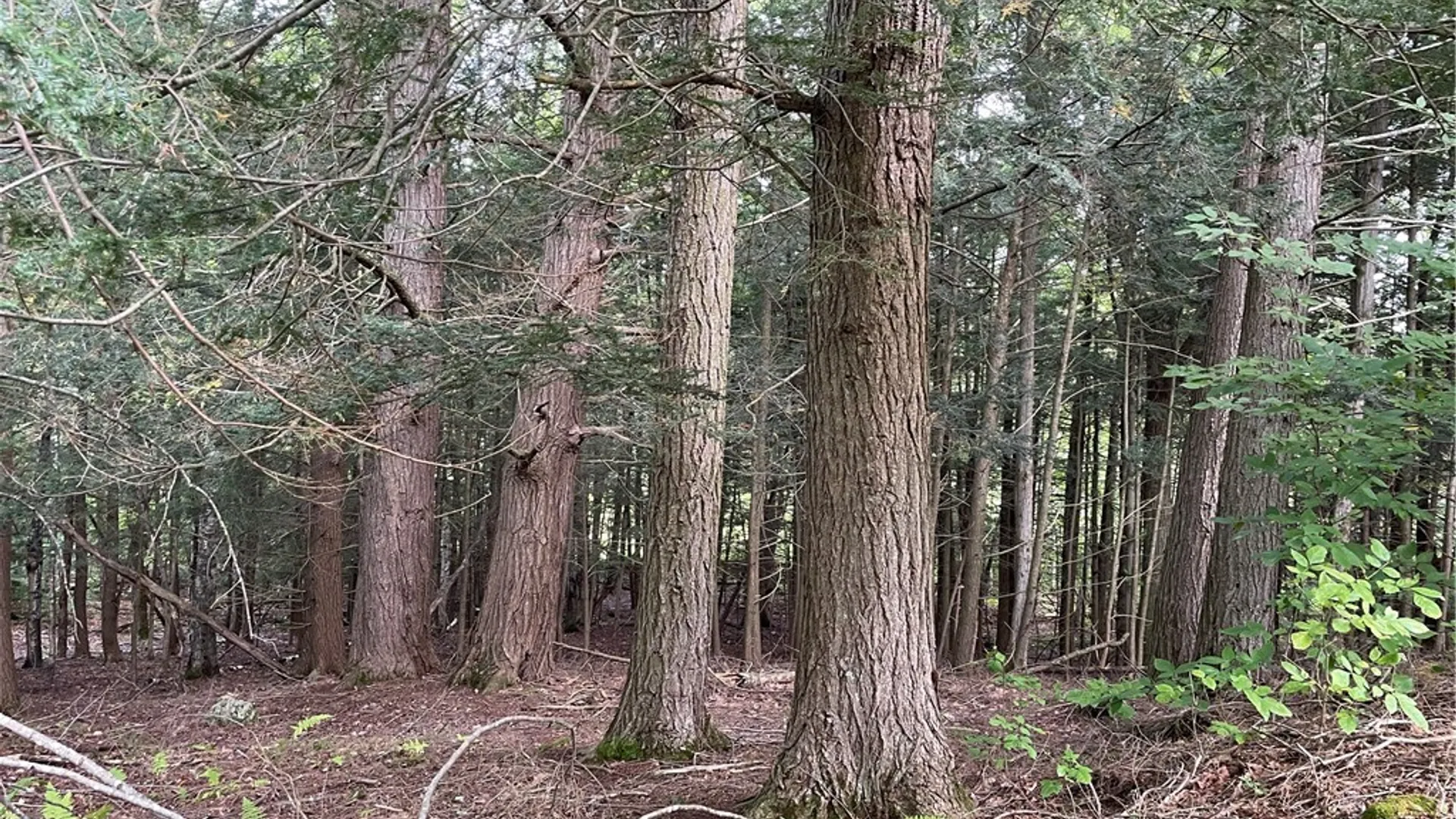 Property at 421 Welch Road, Blenheim, NY 12167 8