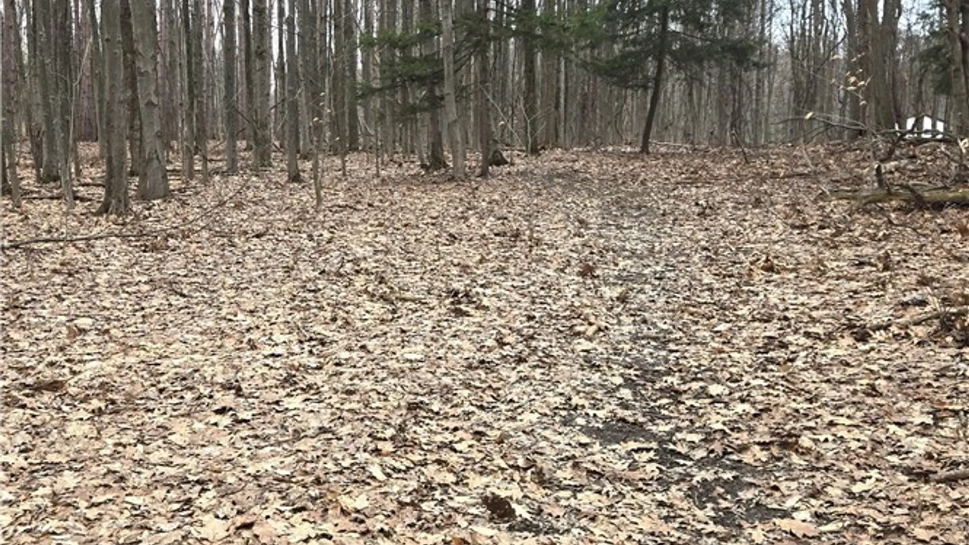 Property at 6194 Chestnut Ridge Road, Orchard Park, NY 14127 3