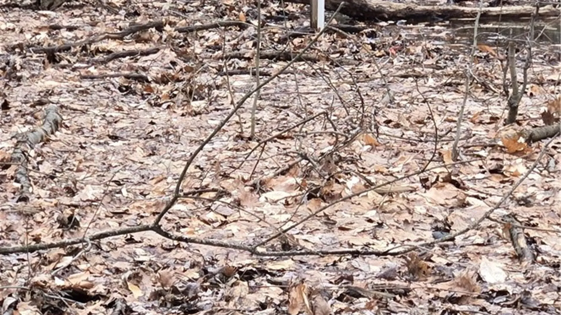 Property at 6194 Chestnut Ridge Road, Orchard Park, NY 14127 4