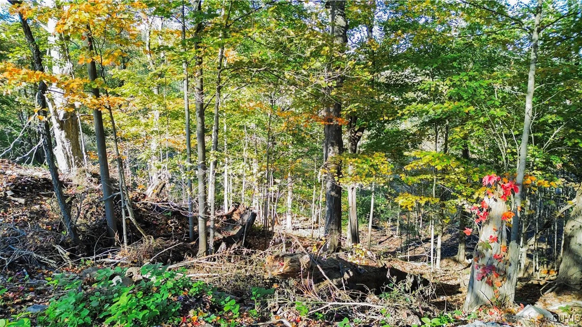 Property at Harrison Avenue, Frankfort, NY 13357 11