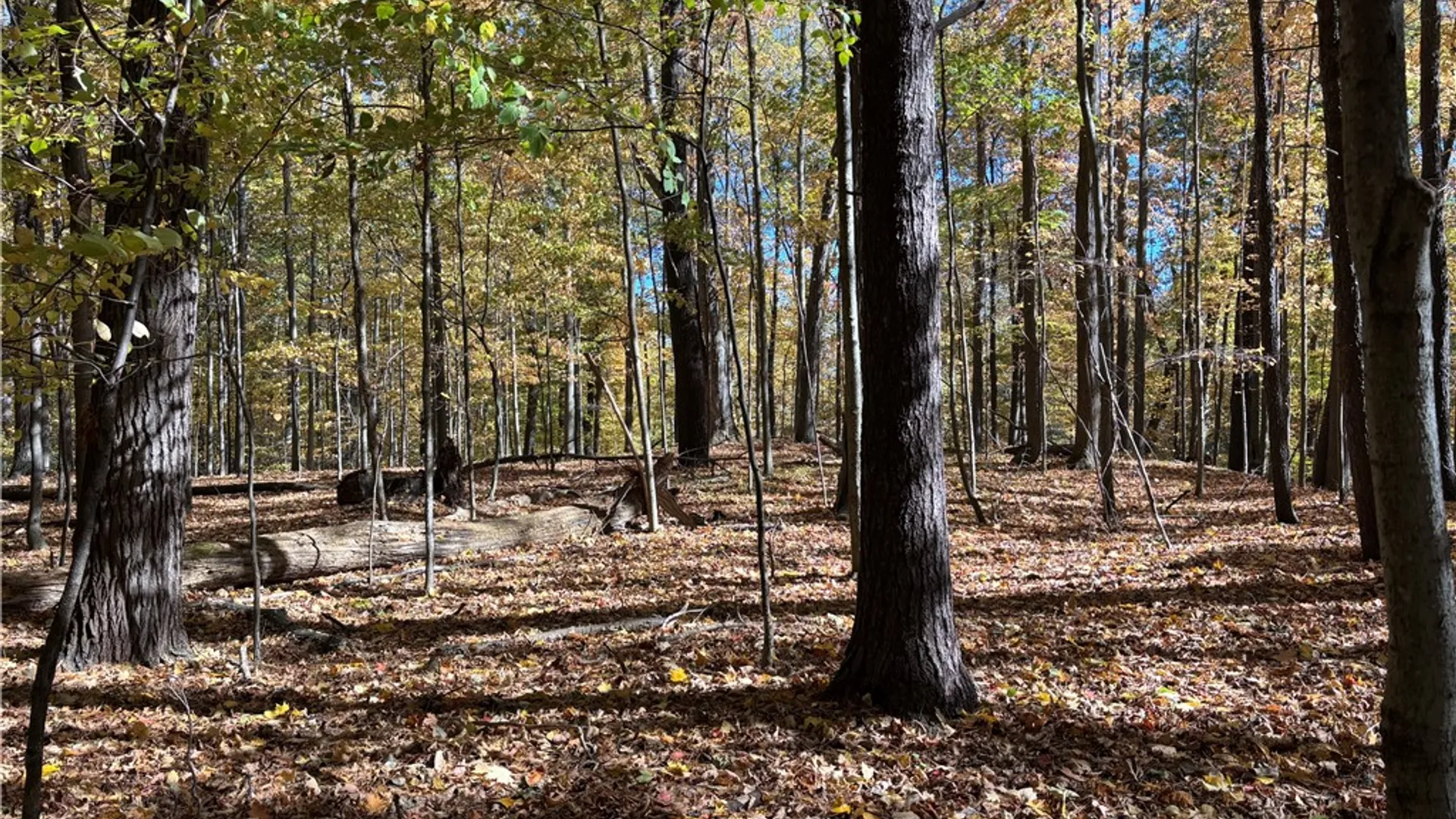 Property at 2507 Shanty Plains Road, Jerusalem, NY 14527 21