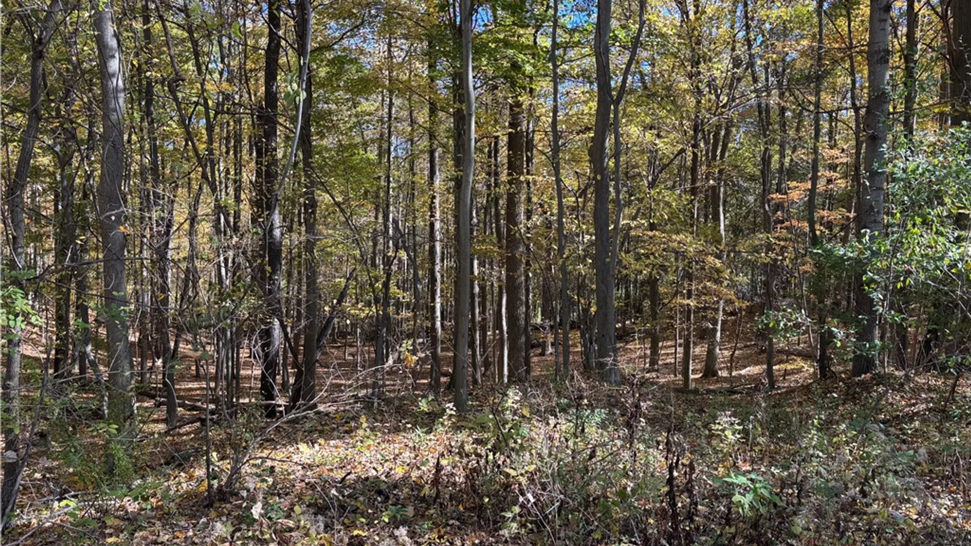 Property at 2507 Shanty Plains Road, Jerusalem, NY 14527 23