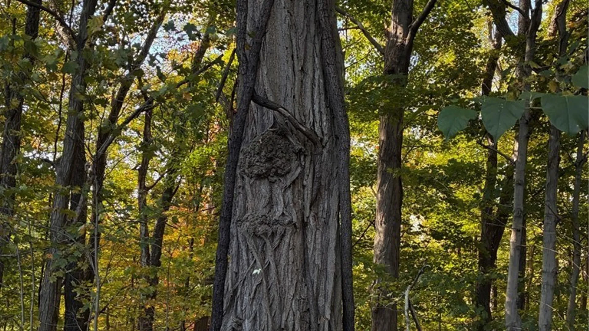 Property at 2295 Gowanda Zoar Road, Collins, NY 14070 3