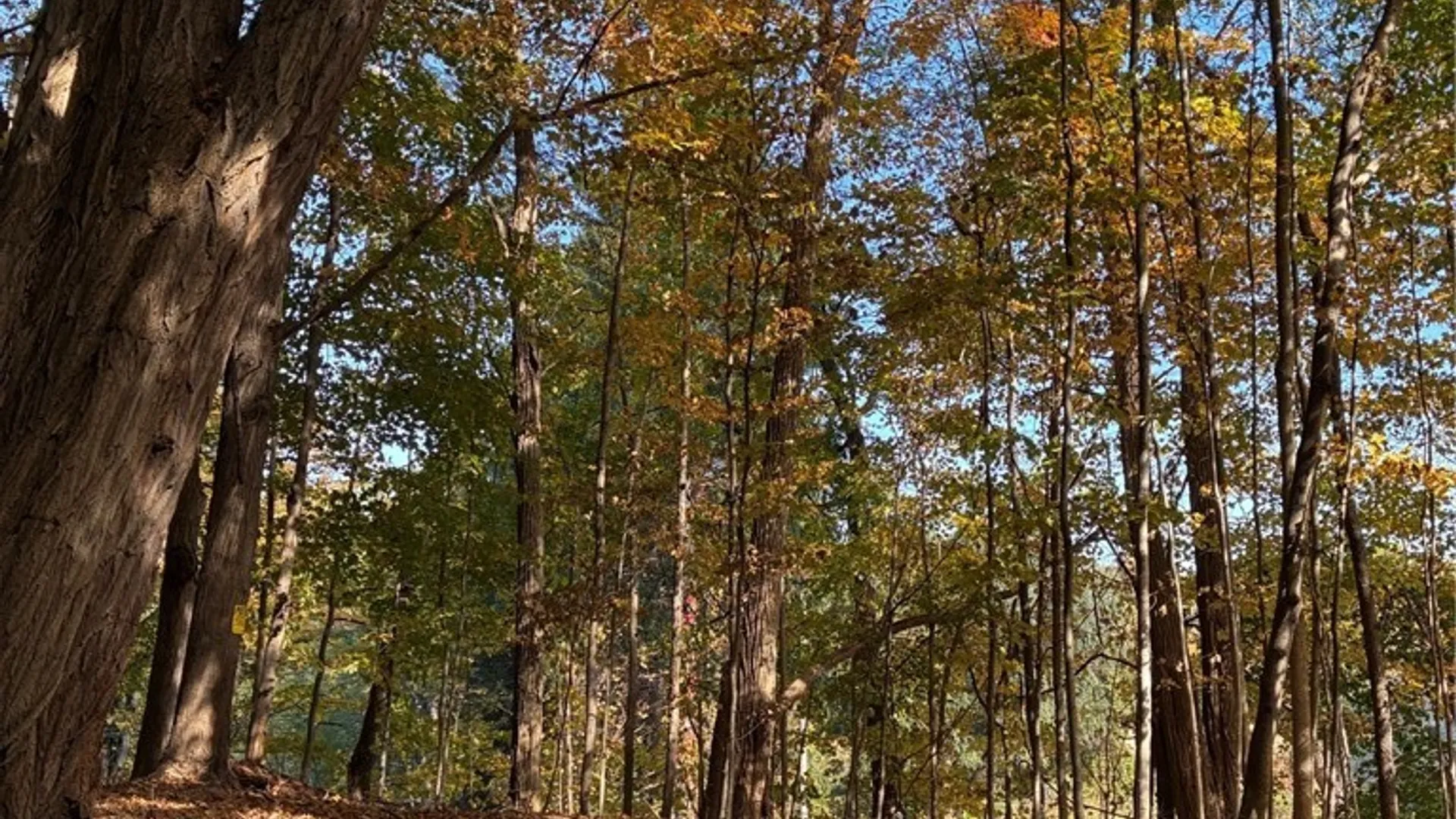 Property at 2295 Gowanda Zoar Road, Collins, NY 14070 4