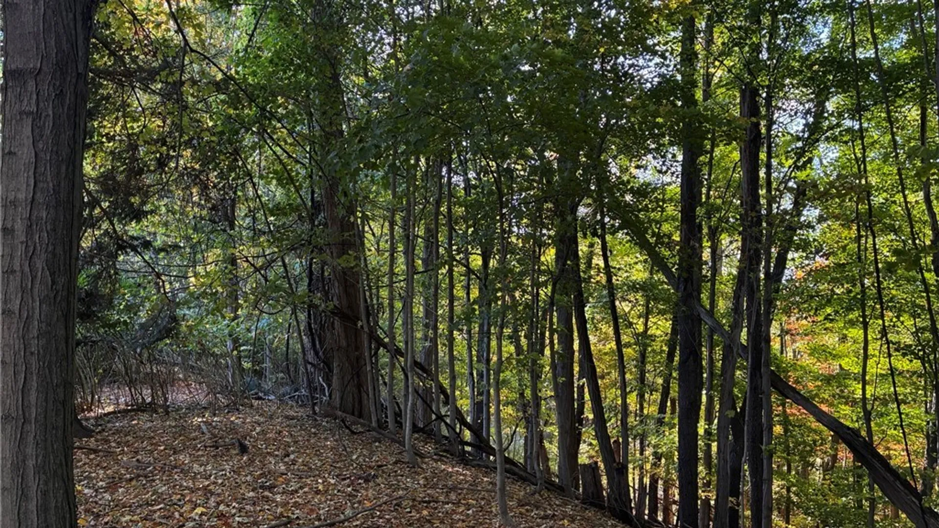 Property at 2295 Gowanda Zoar Road, Collins, NY 14070 6