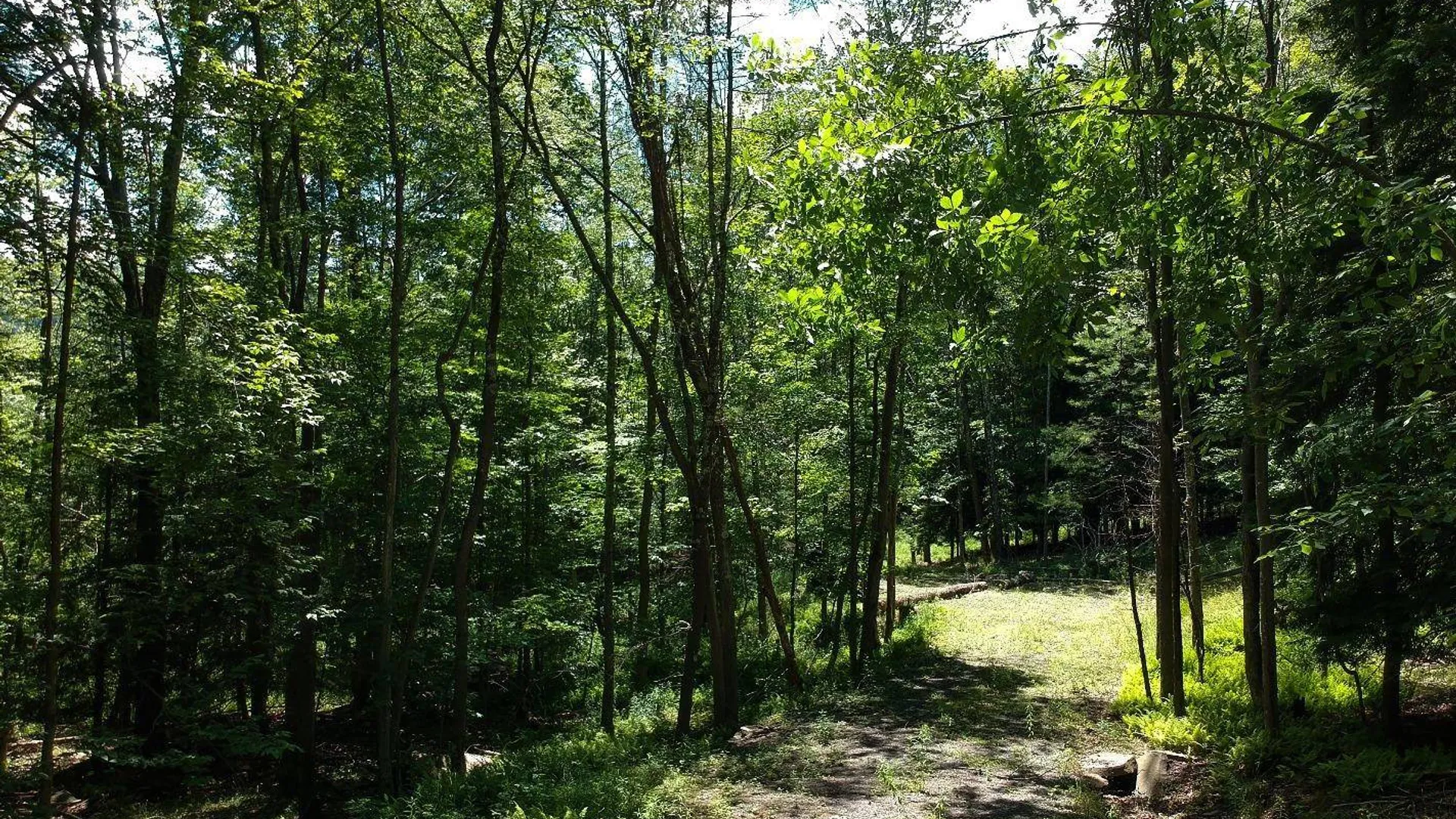 Property at 98 Norwegian, Lexington, NY 12468 7