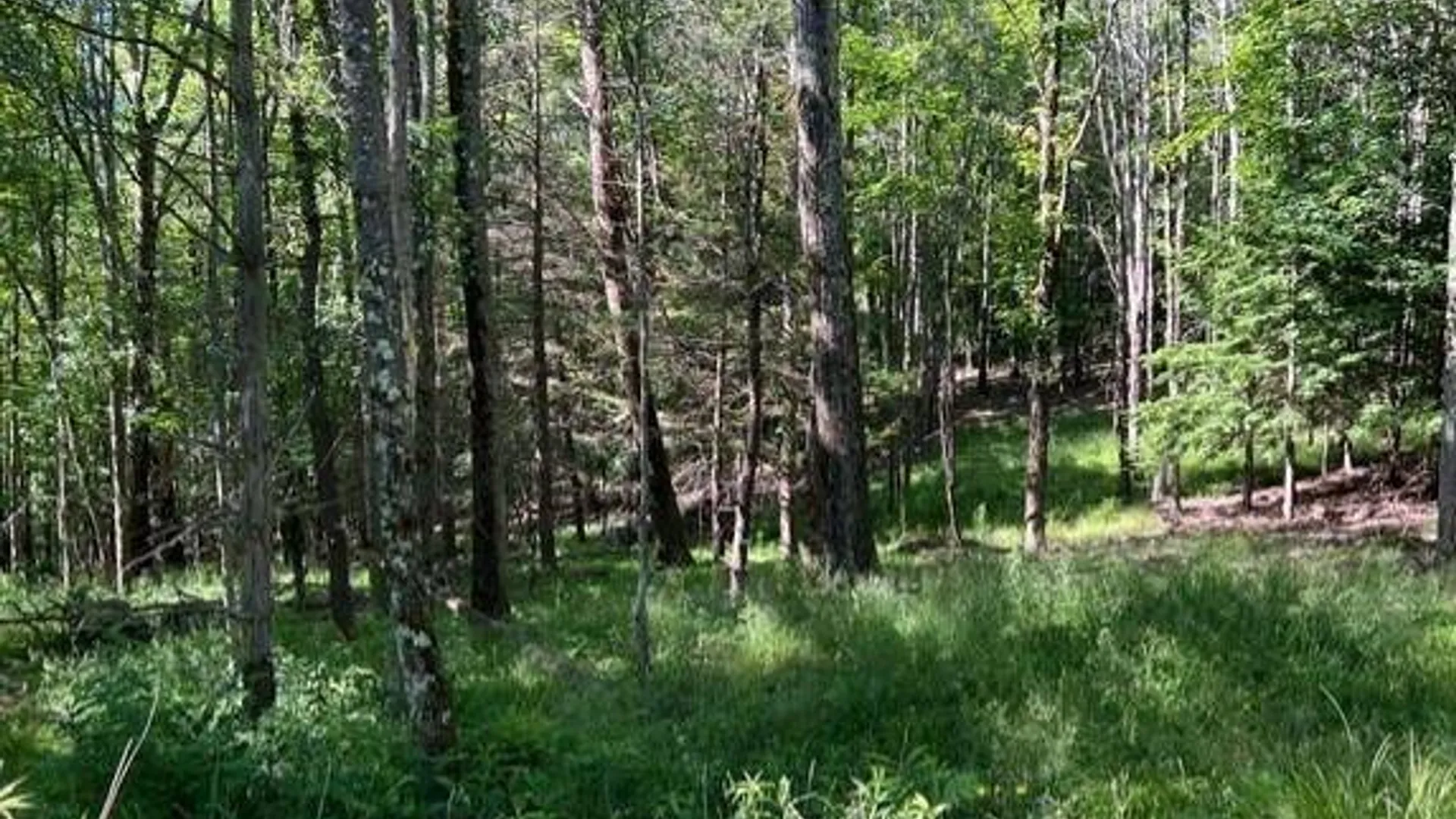 Property at 98 Norwegian, Lexington, NY 12468 8
