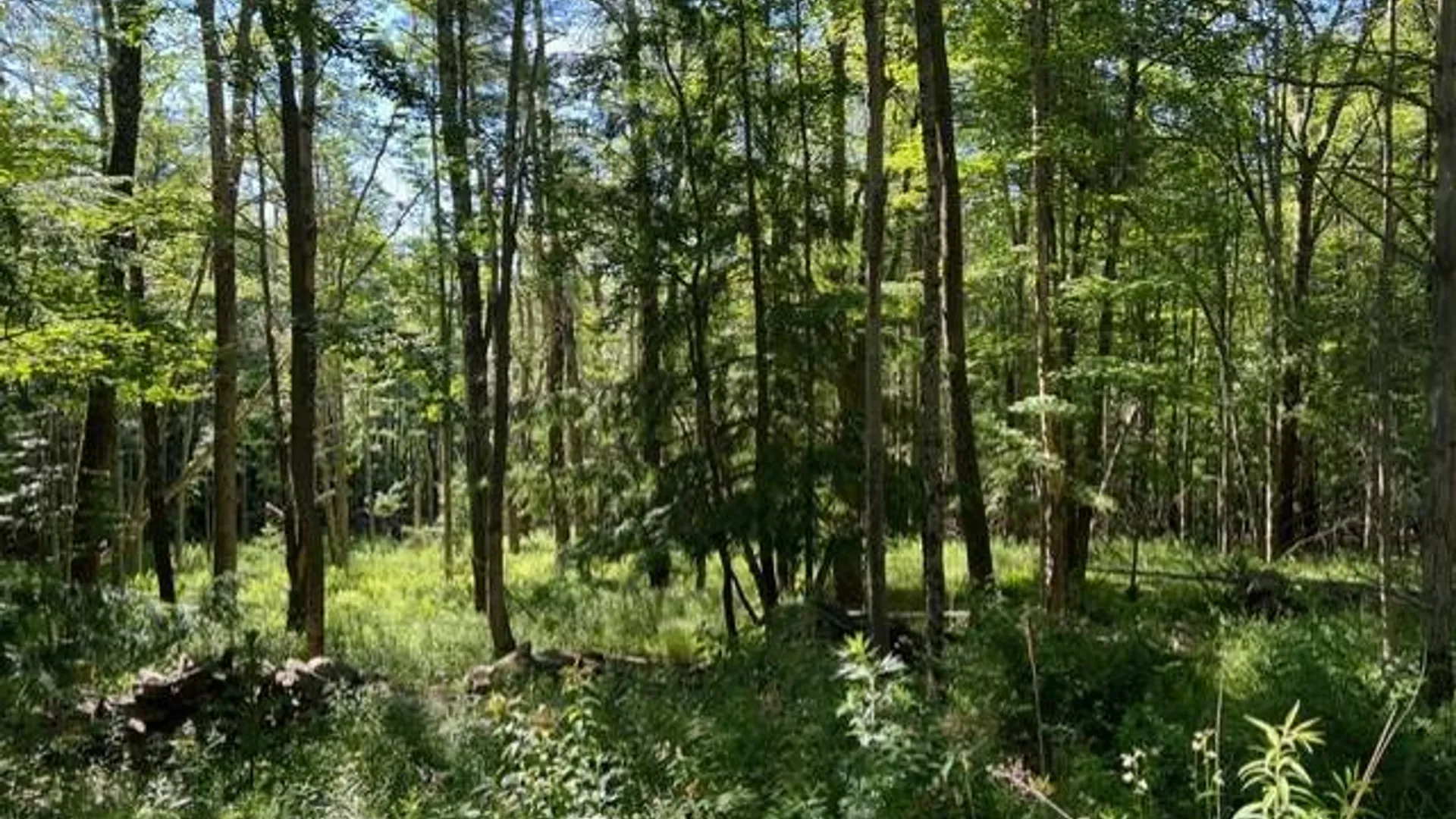Property at 98 Norwegian, Lexington, NY 12468 9