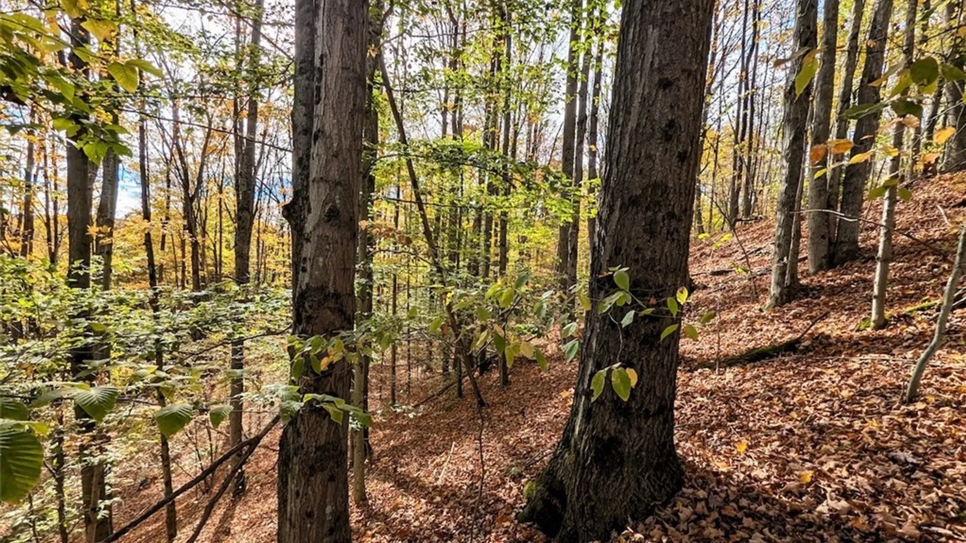 Property at Akins Road, Cohocton, NY 14826 8